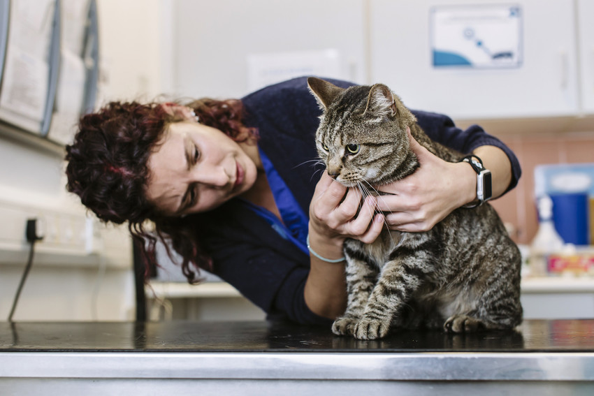 Vet treating a cat in our animal hospital