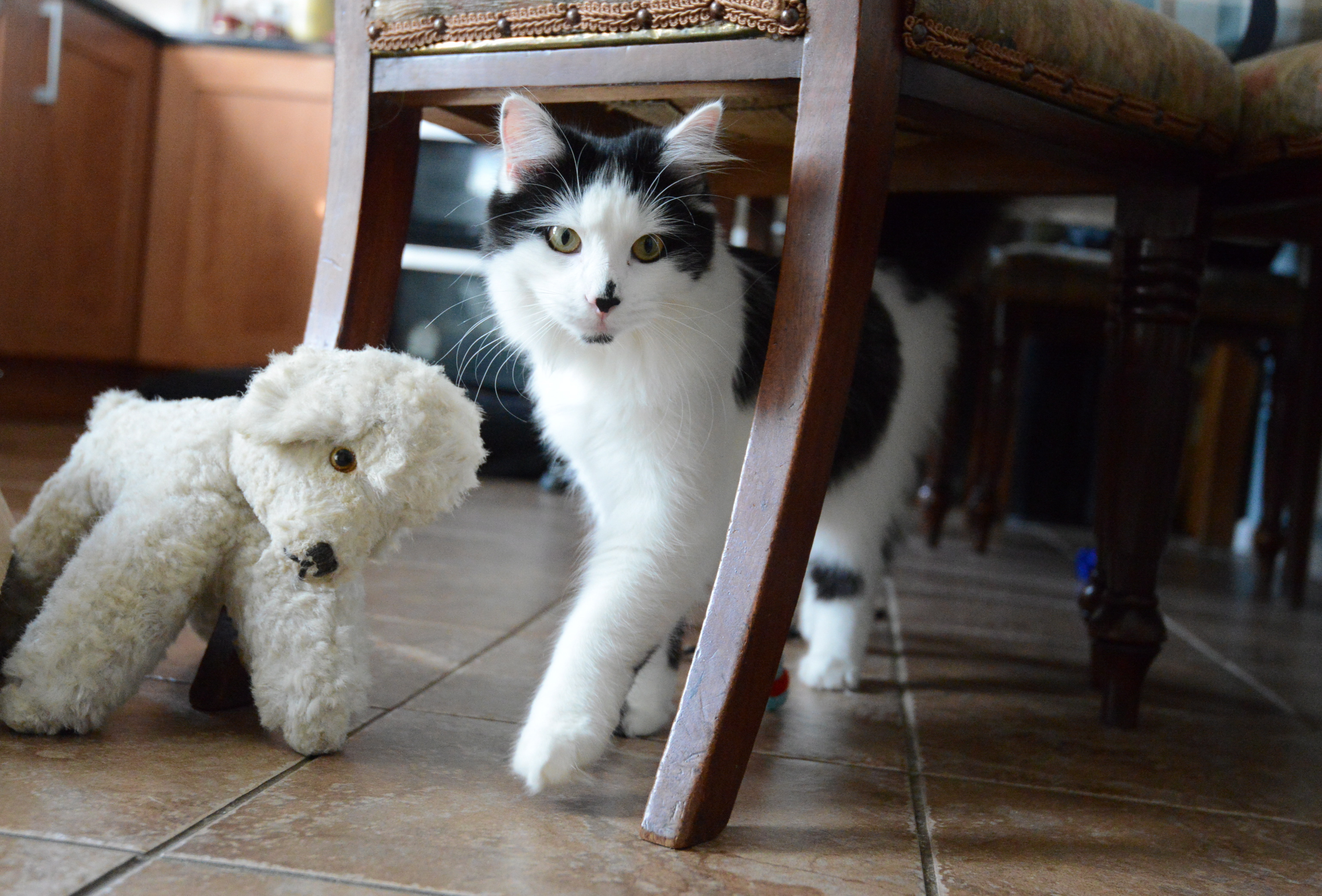 Black and white cat under a chair in the kitchen