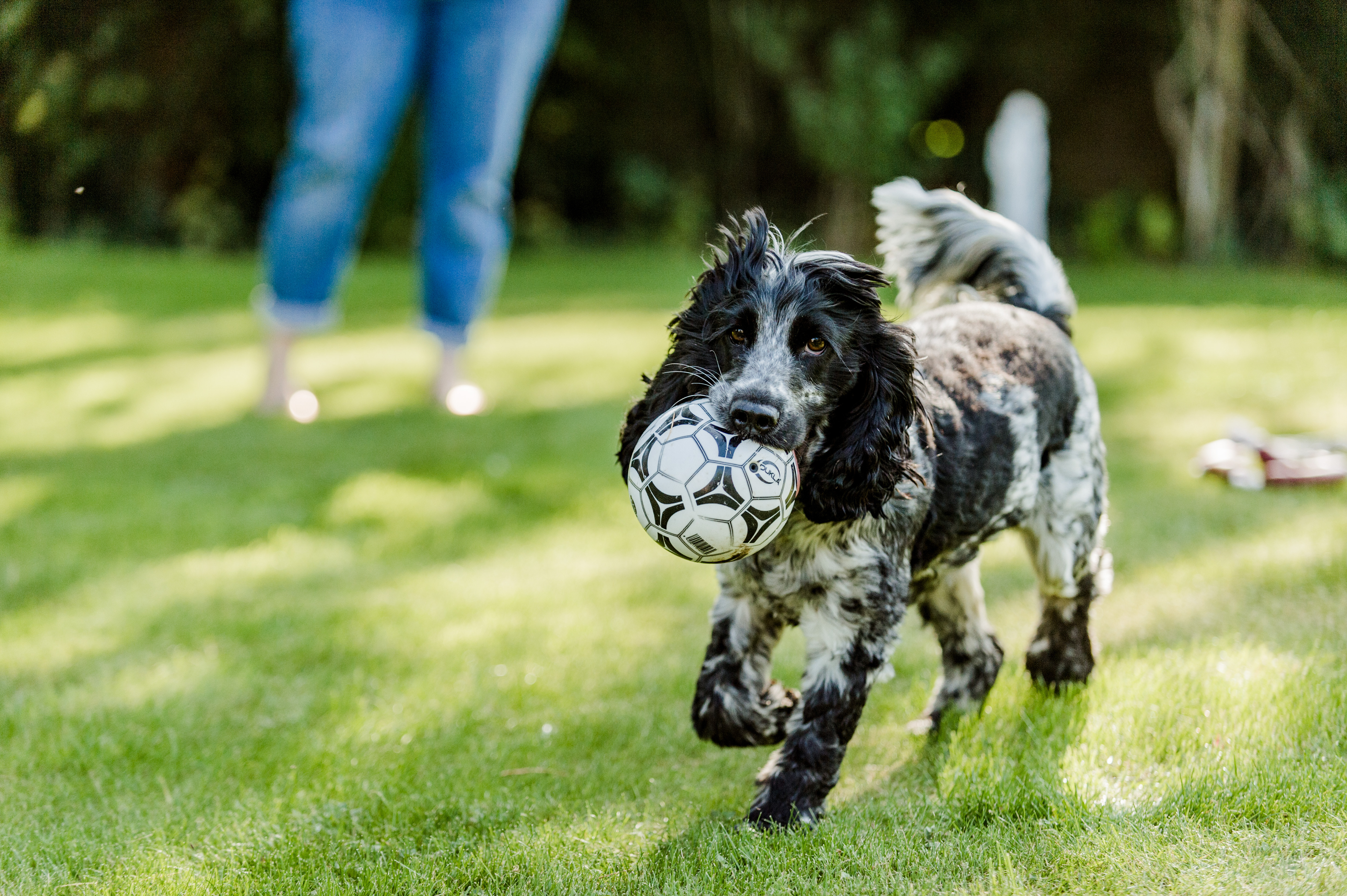 Black and white cocker spaniel with football in her mouth in the garden on a sunny day