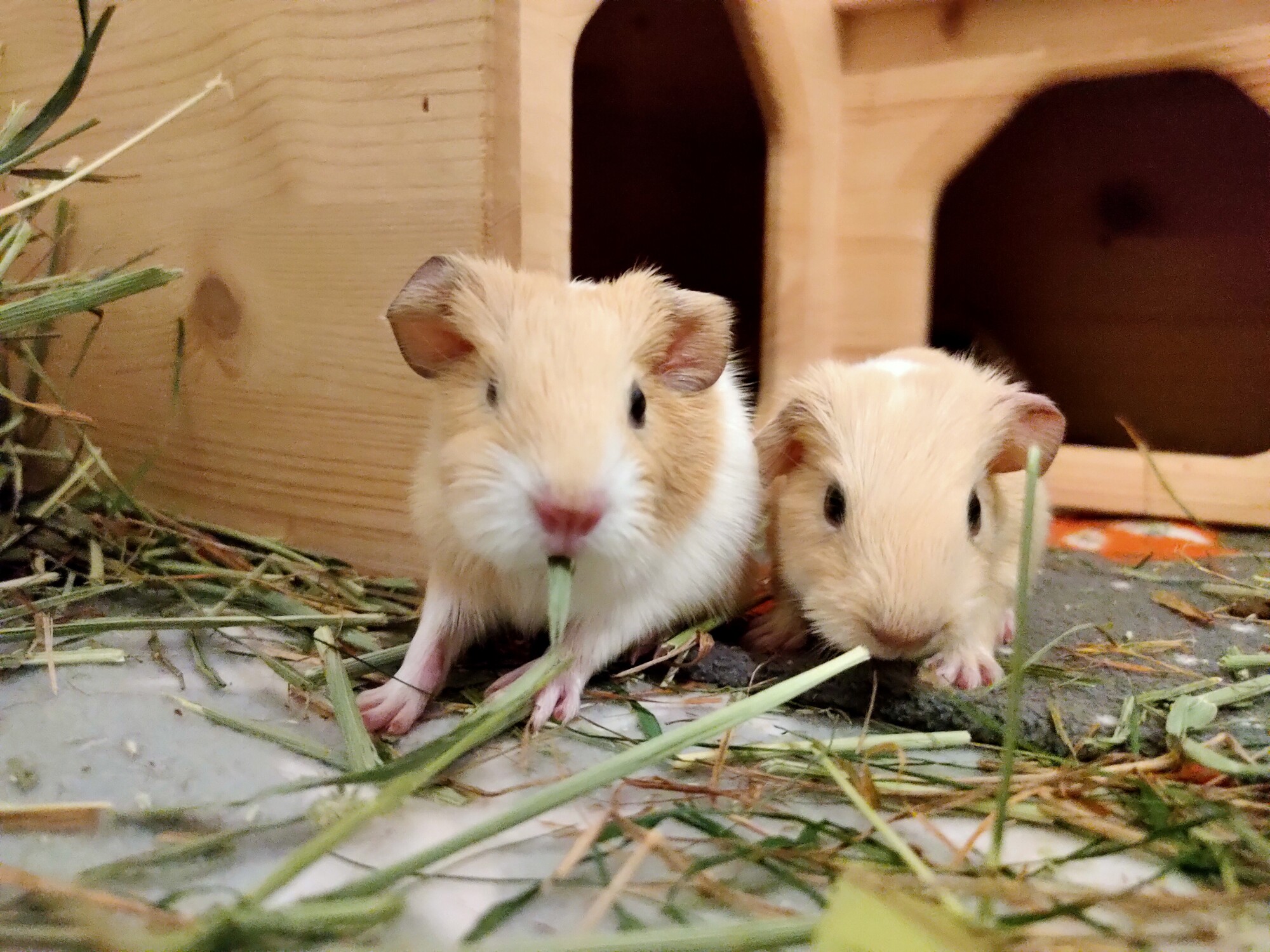 Two of the babies eating hay