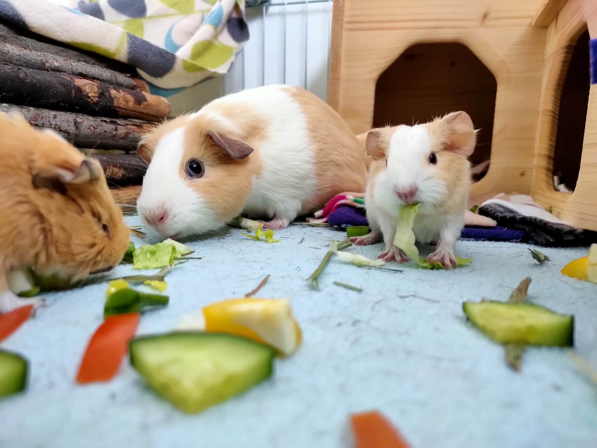 Three of the babies munching on some vegetables