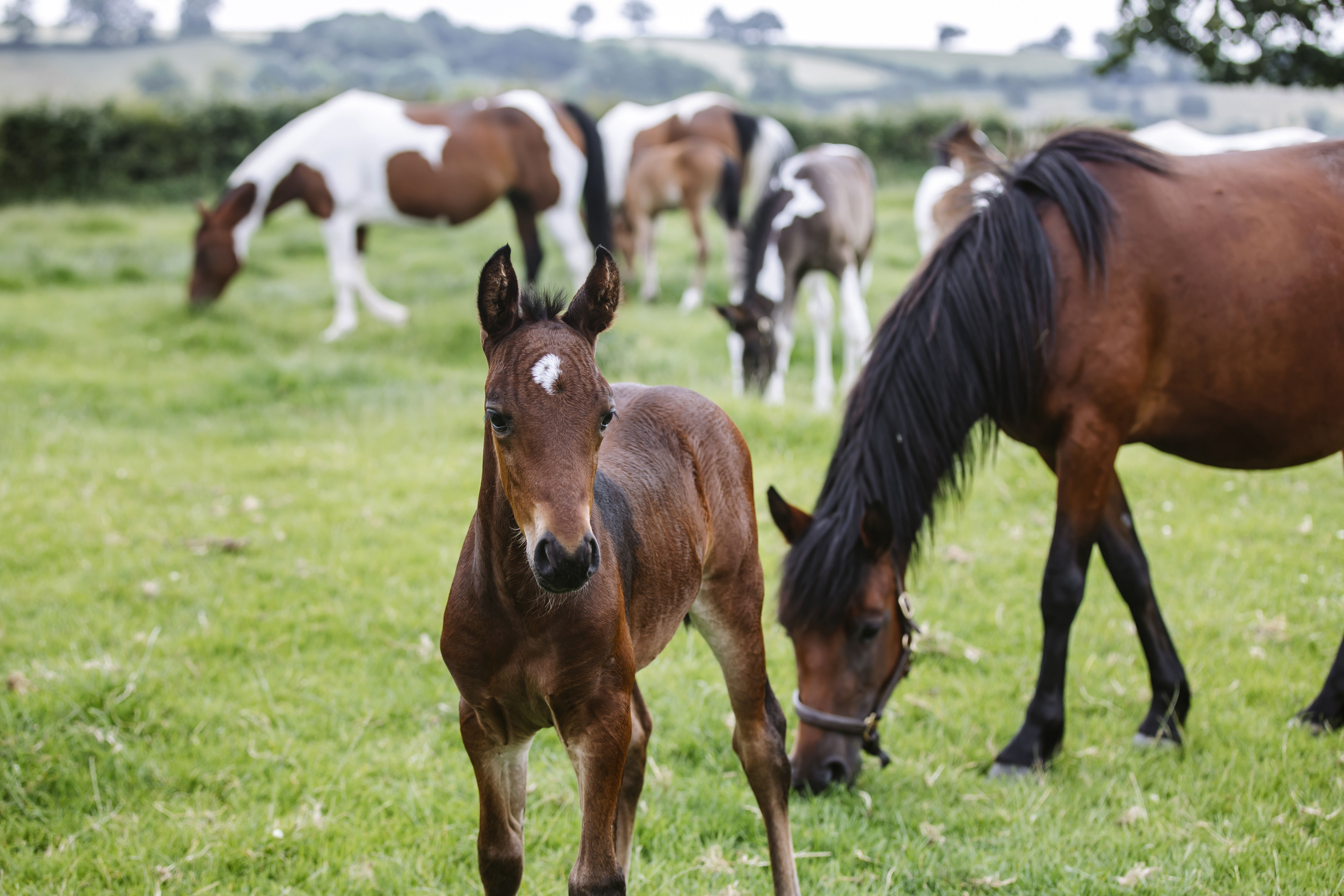 Foals in a field