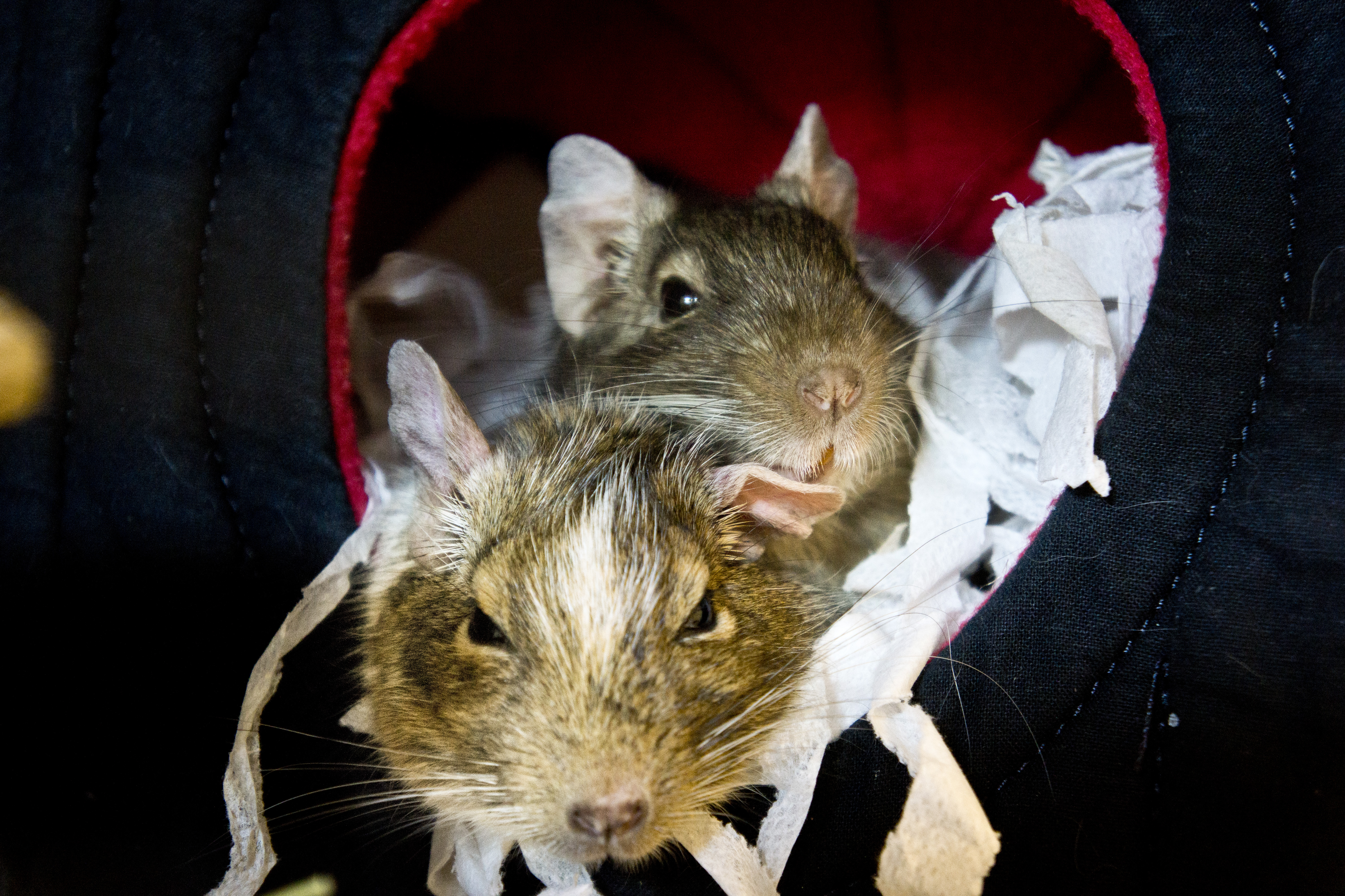 Greg and Sophie cuddled up together