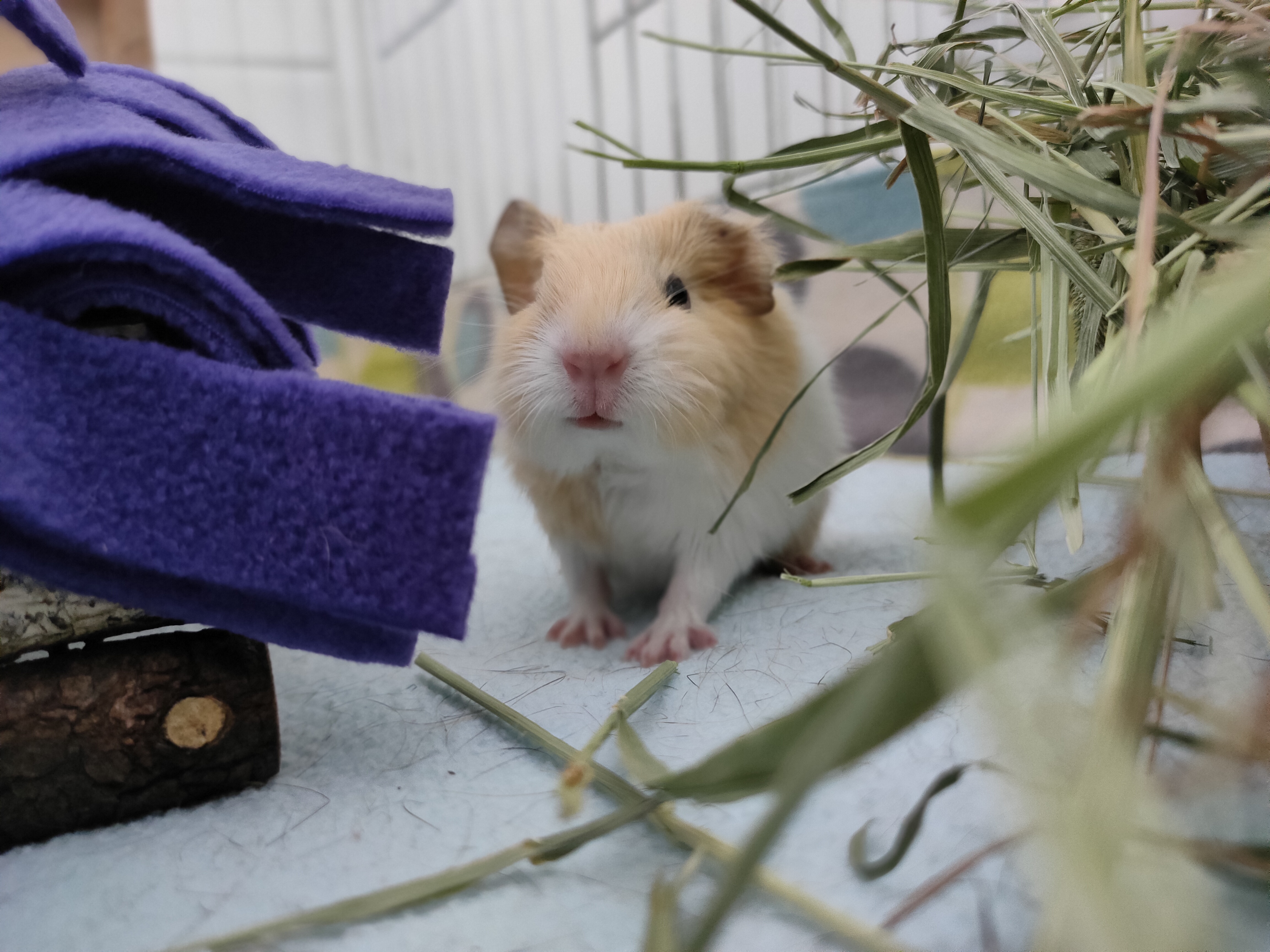 baby guinea pigs