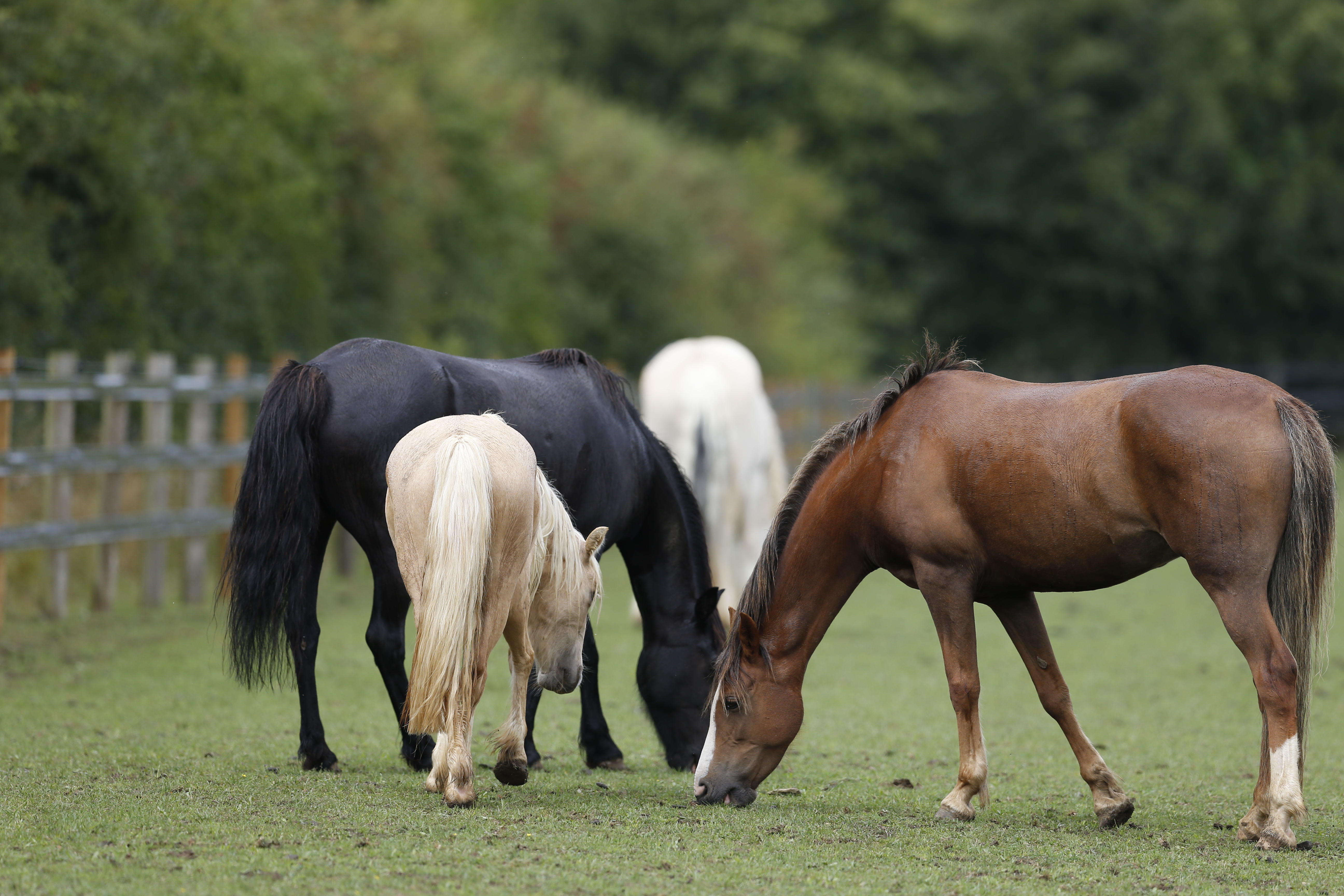 Horses eating together in a field