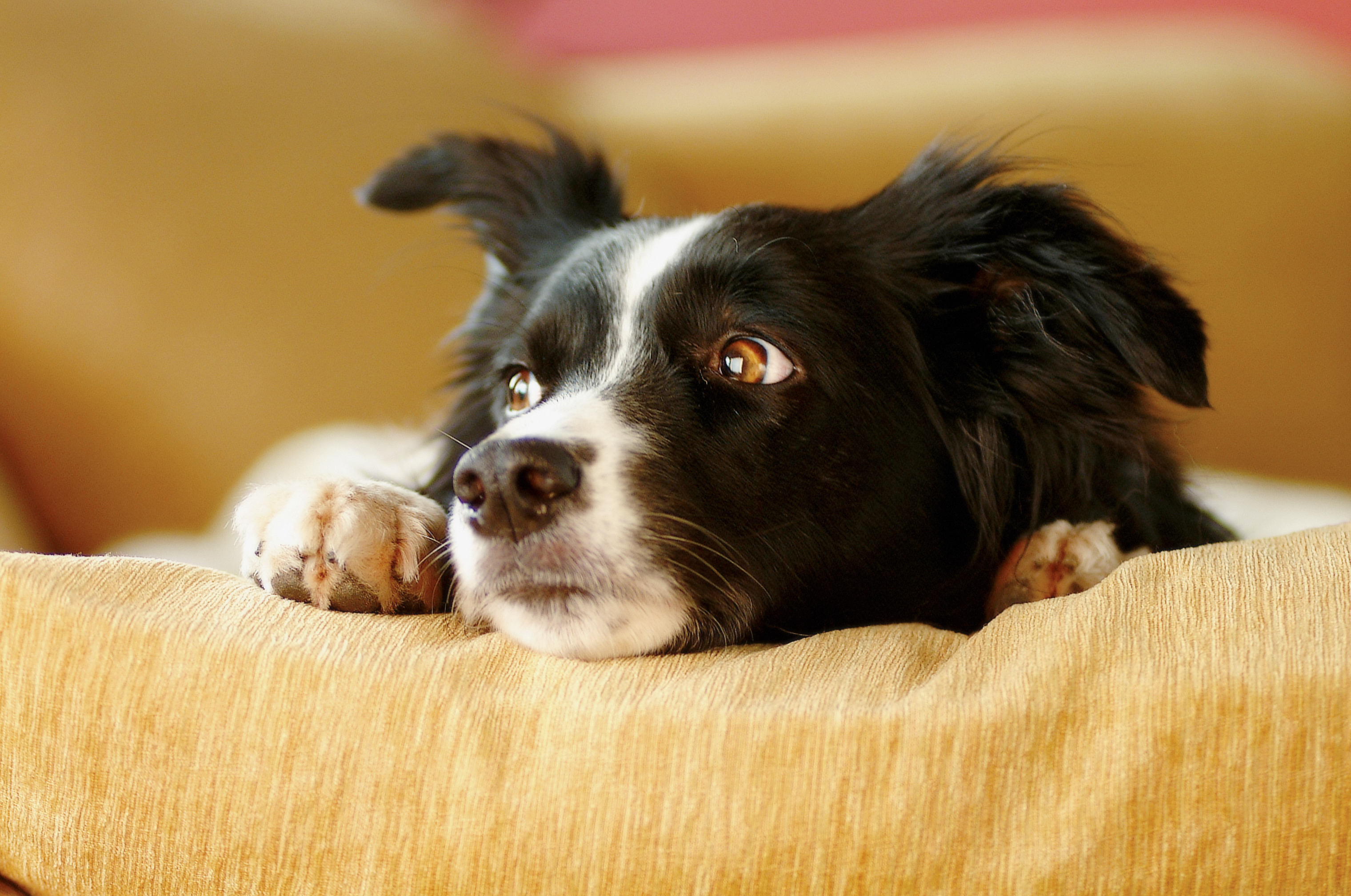 Stressed dog on a sofa