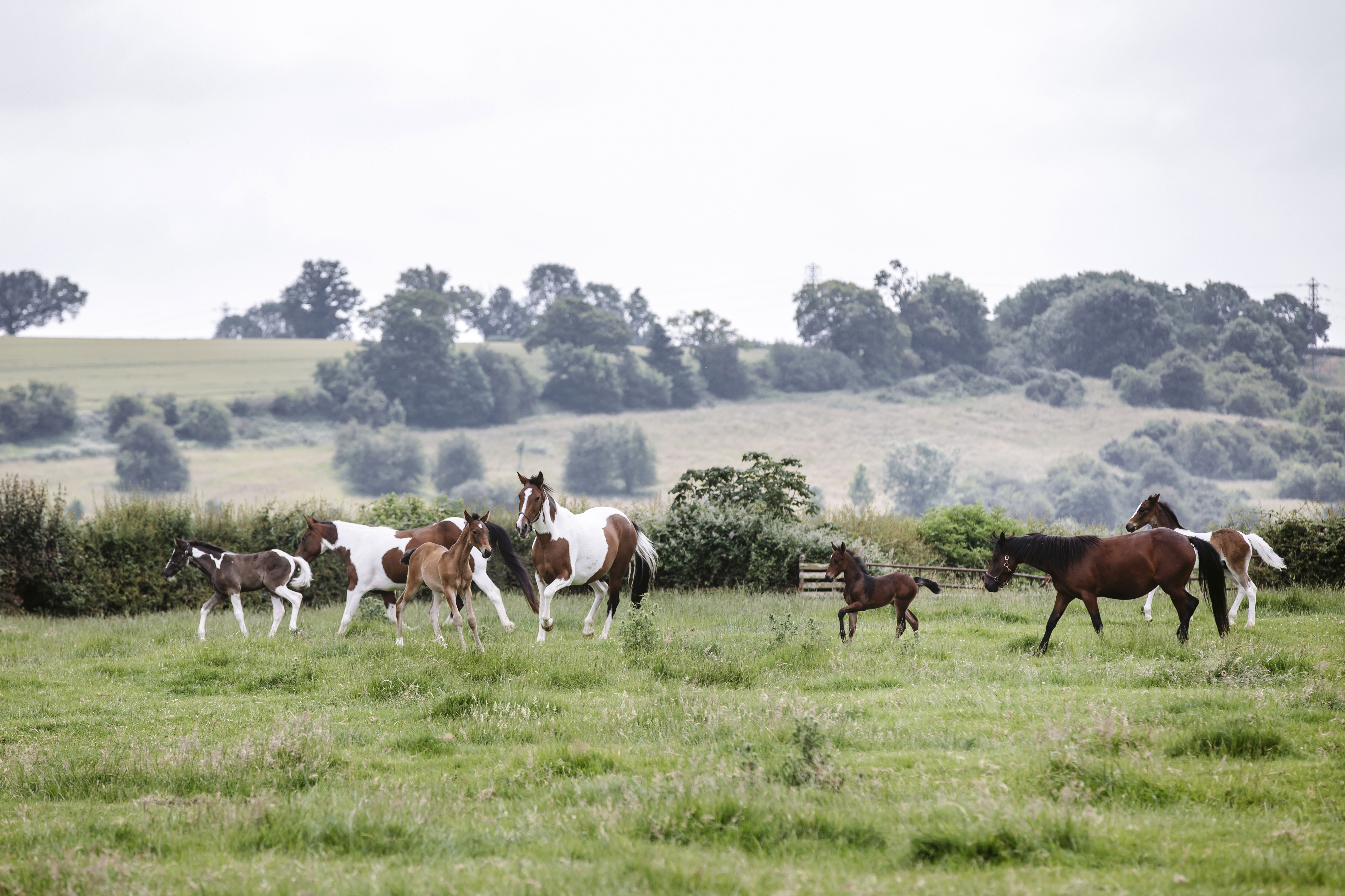 Horses in a field