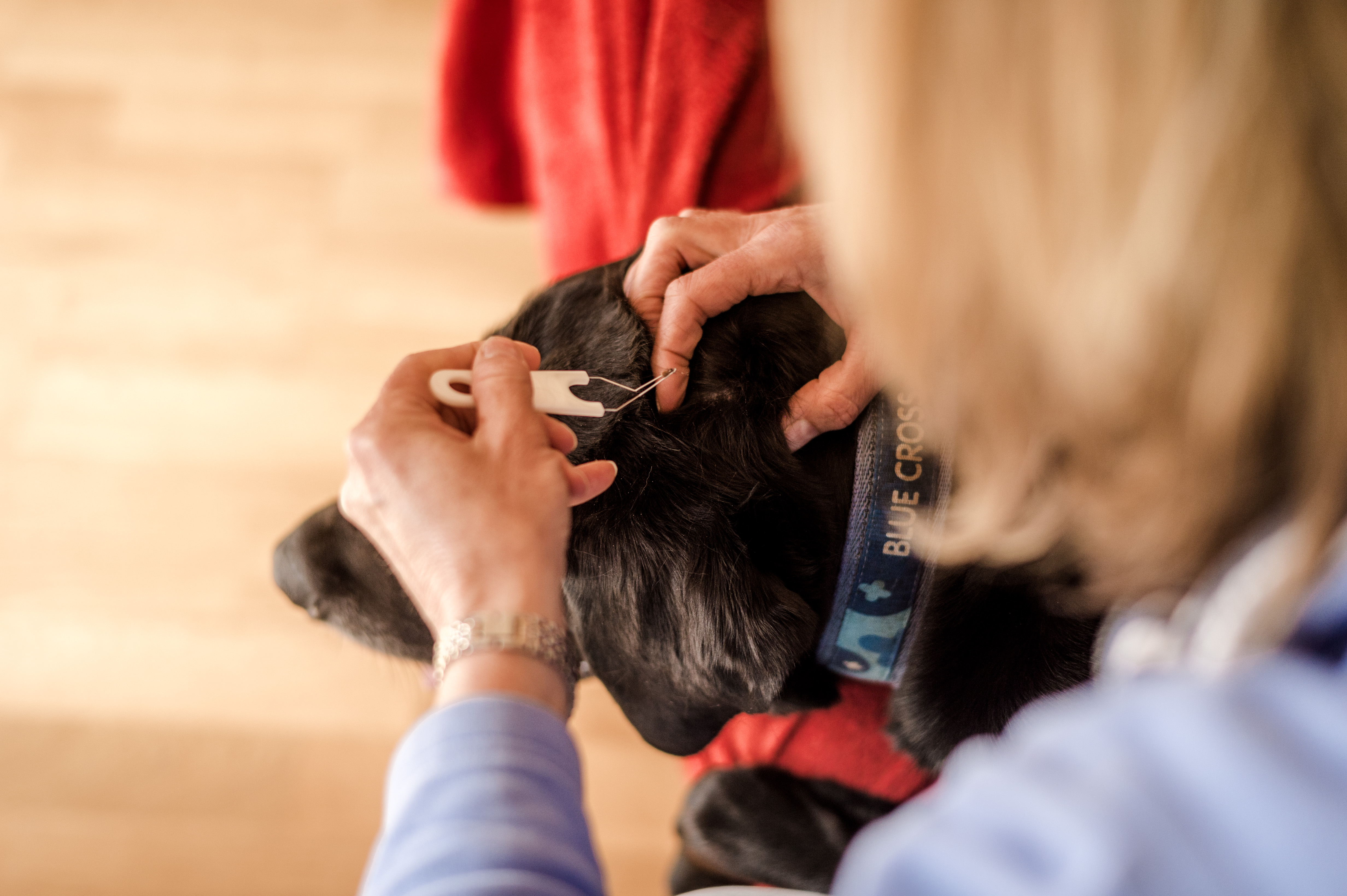 Black labrador with a tick being removed