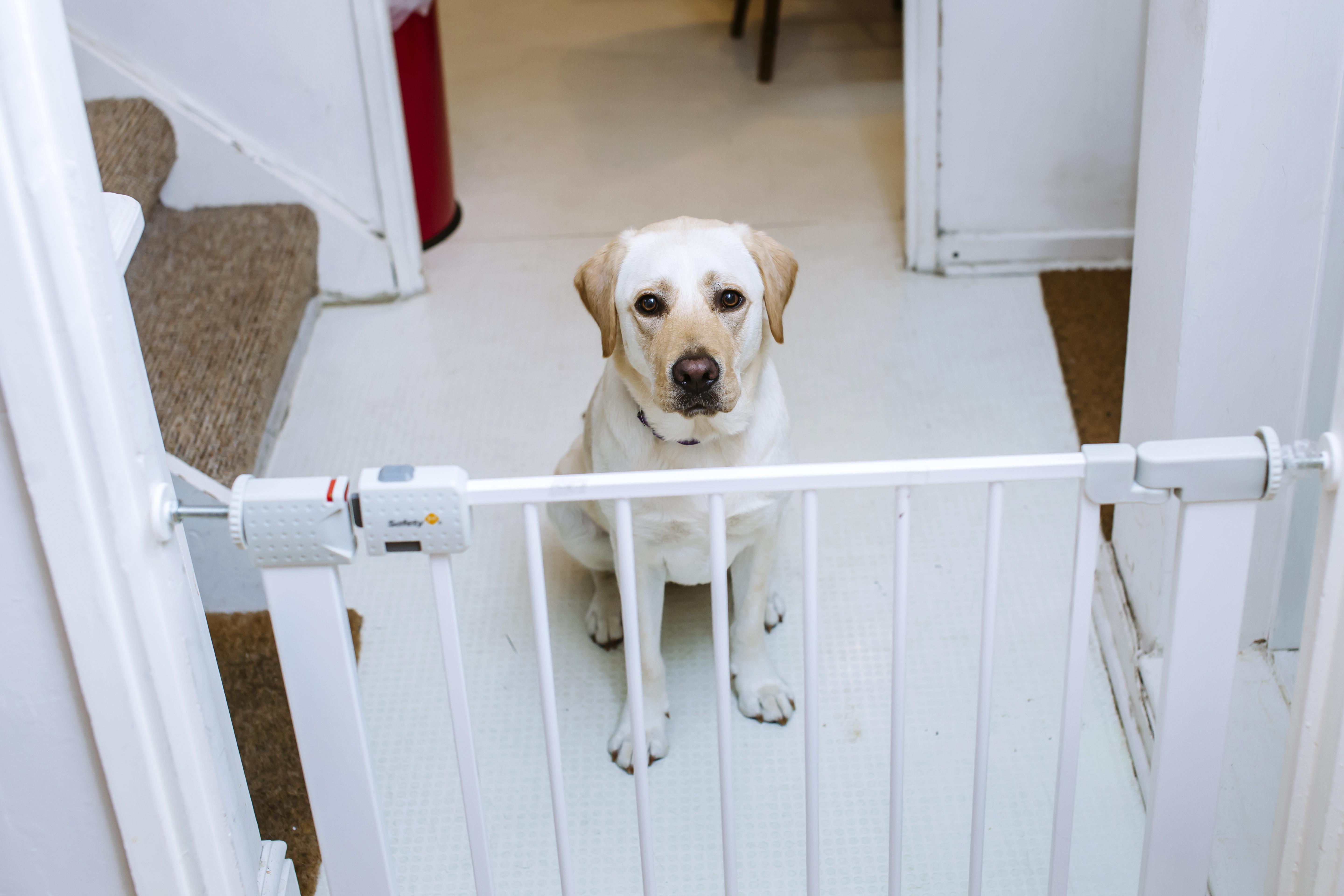 Preventing separation anxiety in puppies