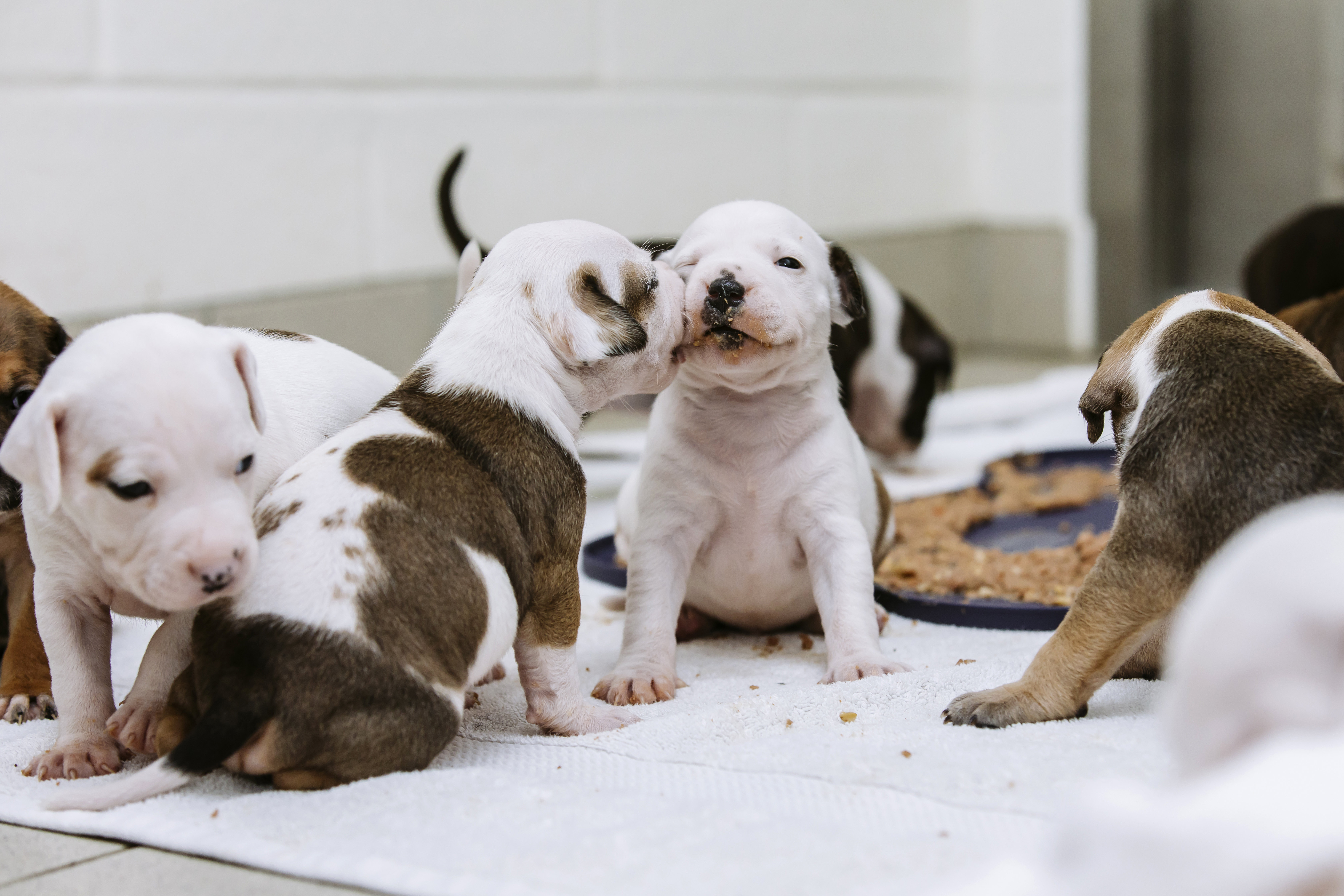 Staffordshire bull terrier puppies playing