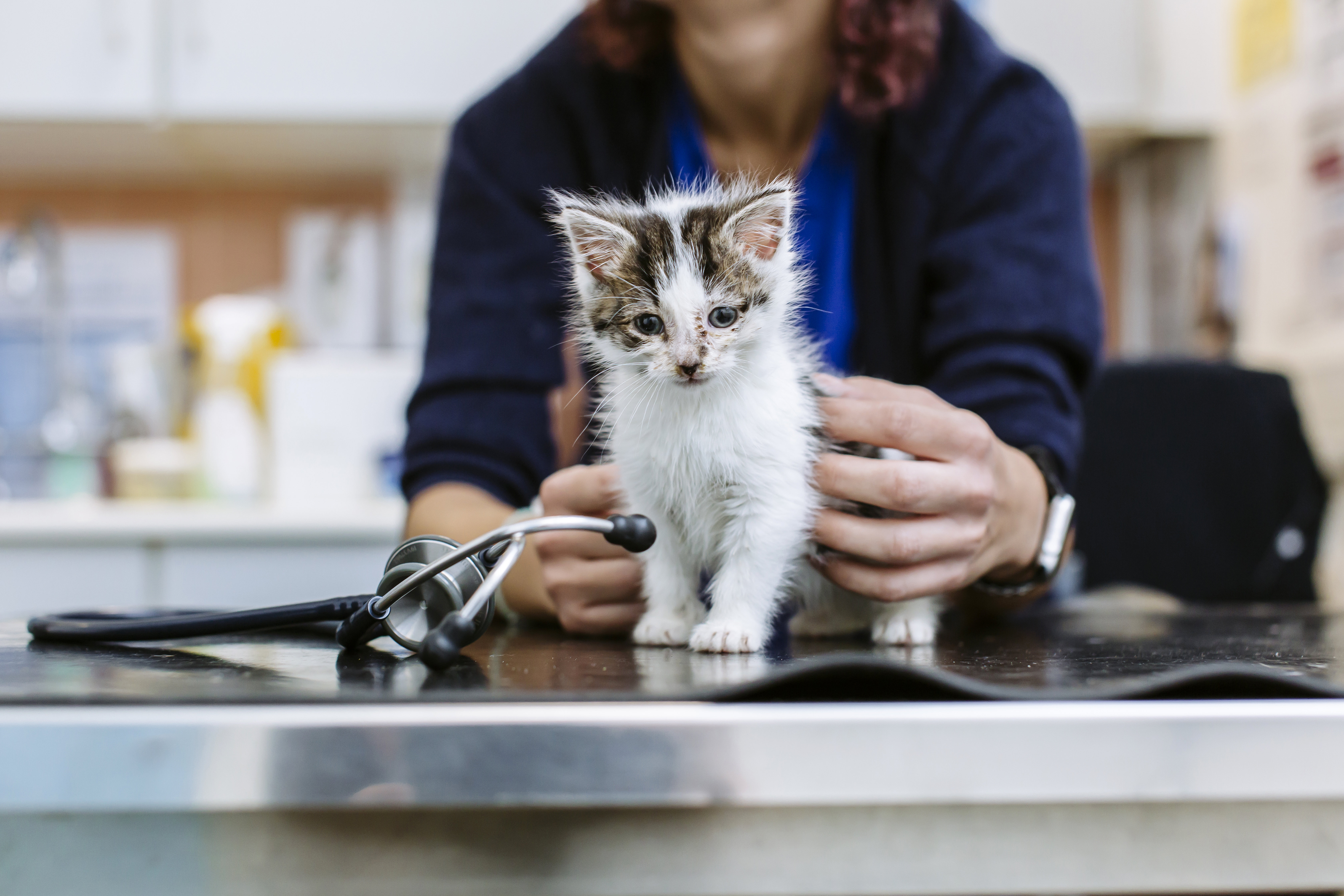 Kitten on vet table being checked