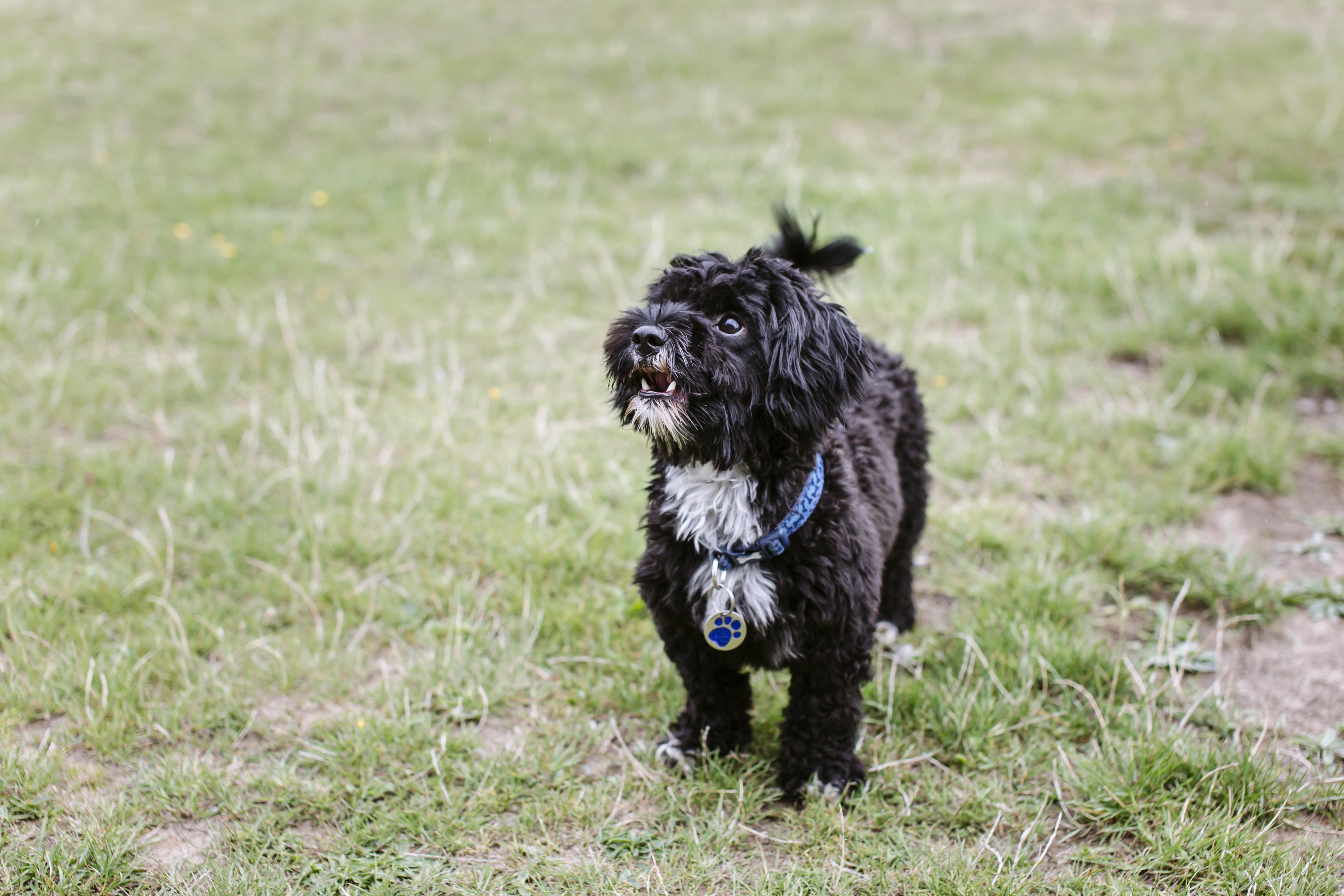 Black shih tzu cross Yorkshire terrier about to bark at owner