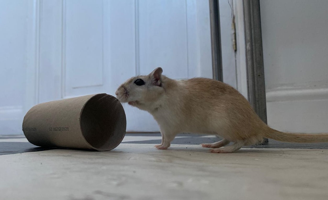Gerbil Chico posing next to a toilet roll tube