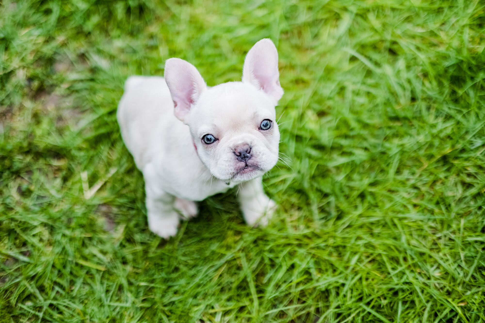 Snowy the puppy sitting on grass looking up at the camera