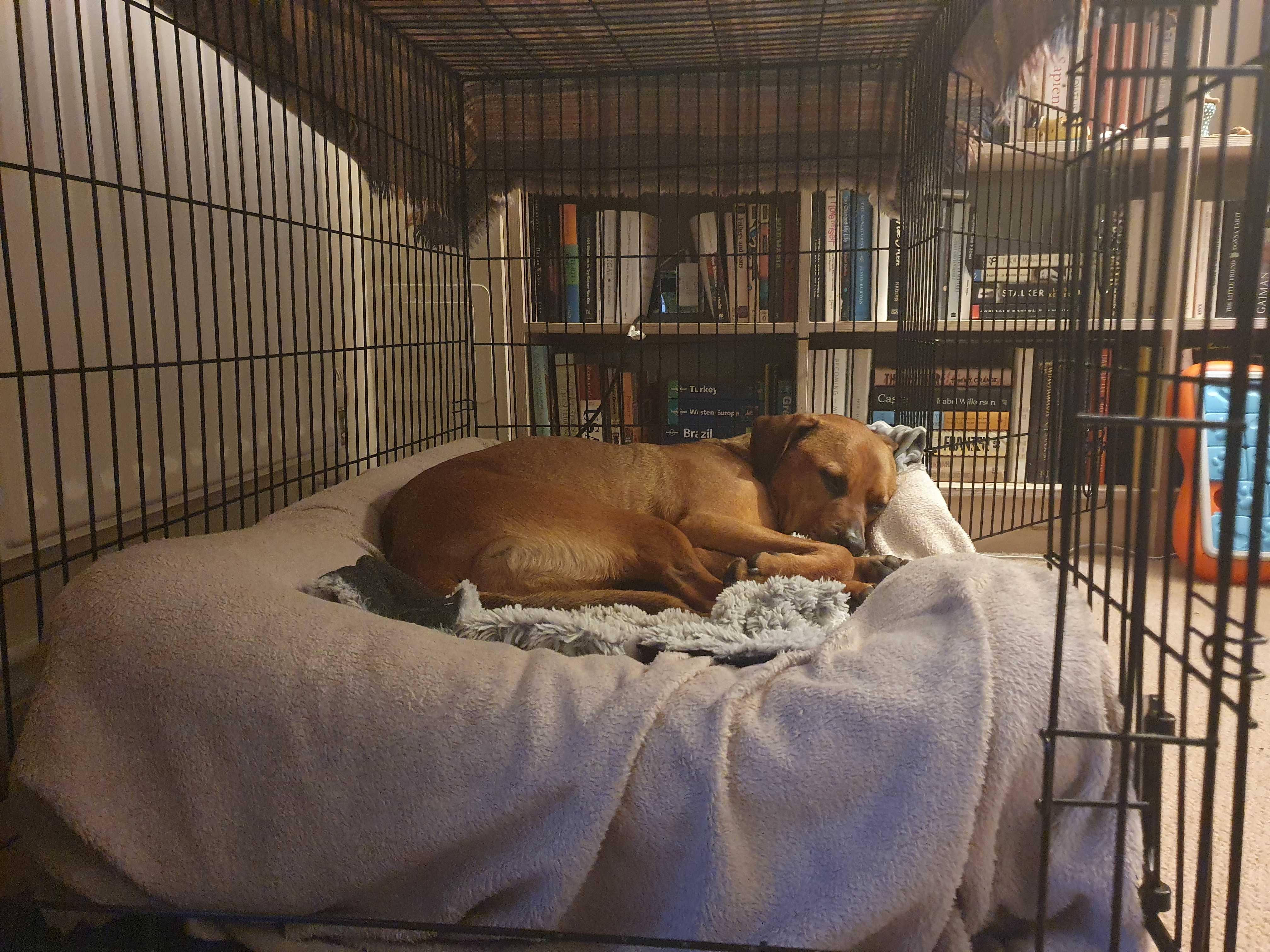 Rhodesian ridgeback curled up in den