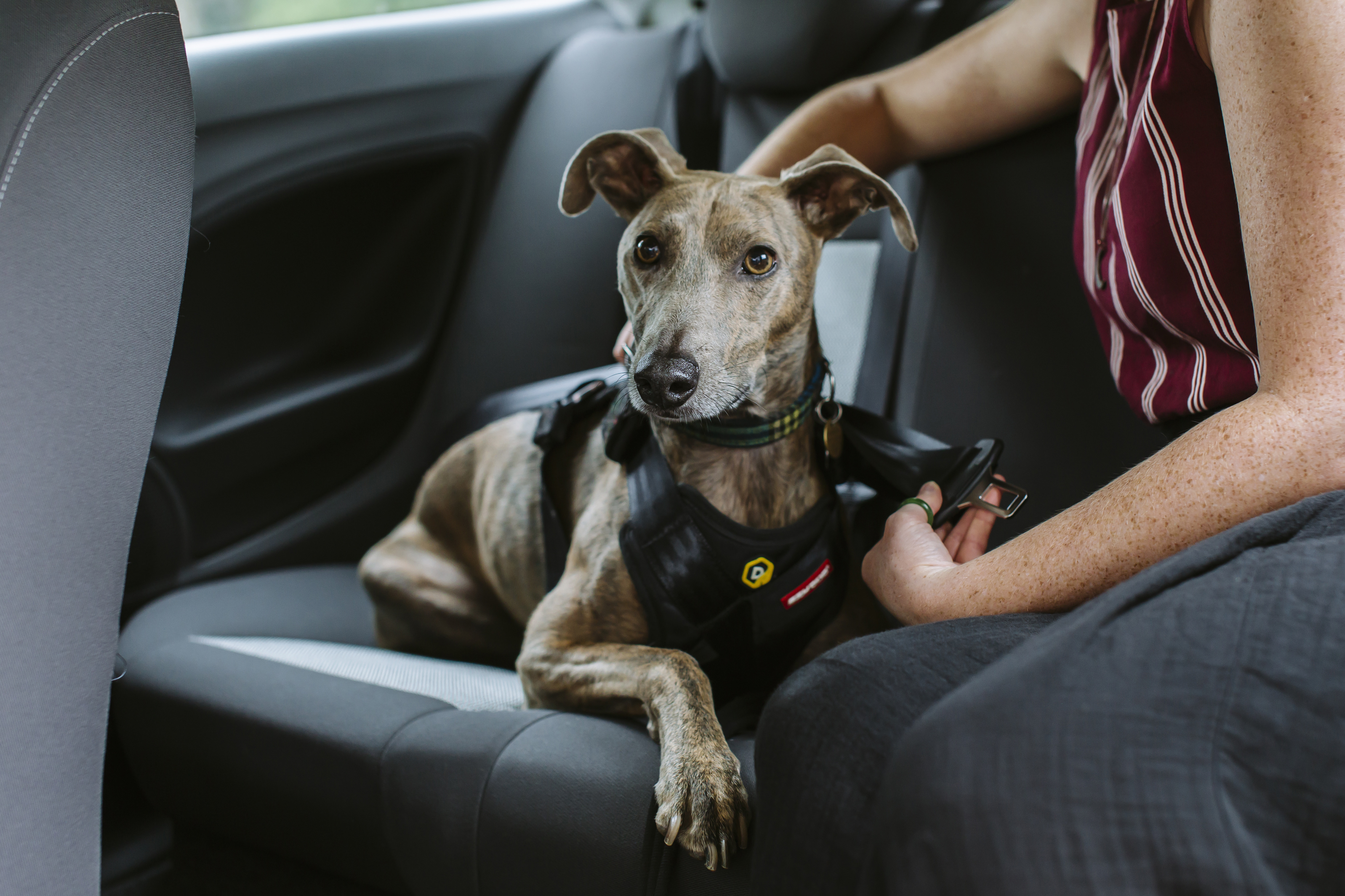 Lurcher dog being strapped into a seatbelt in a car