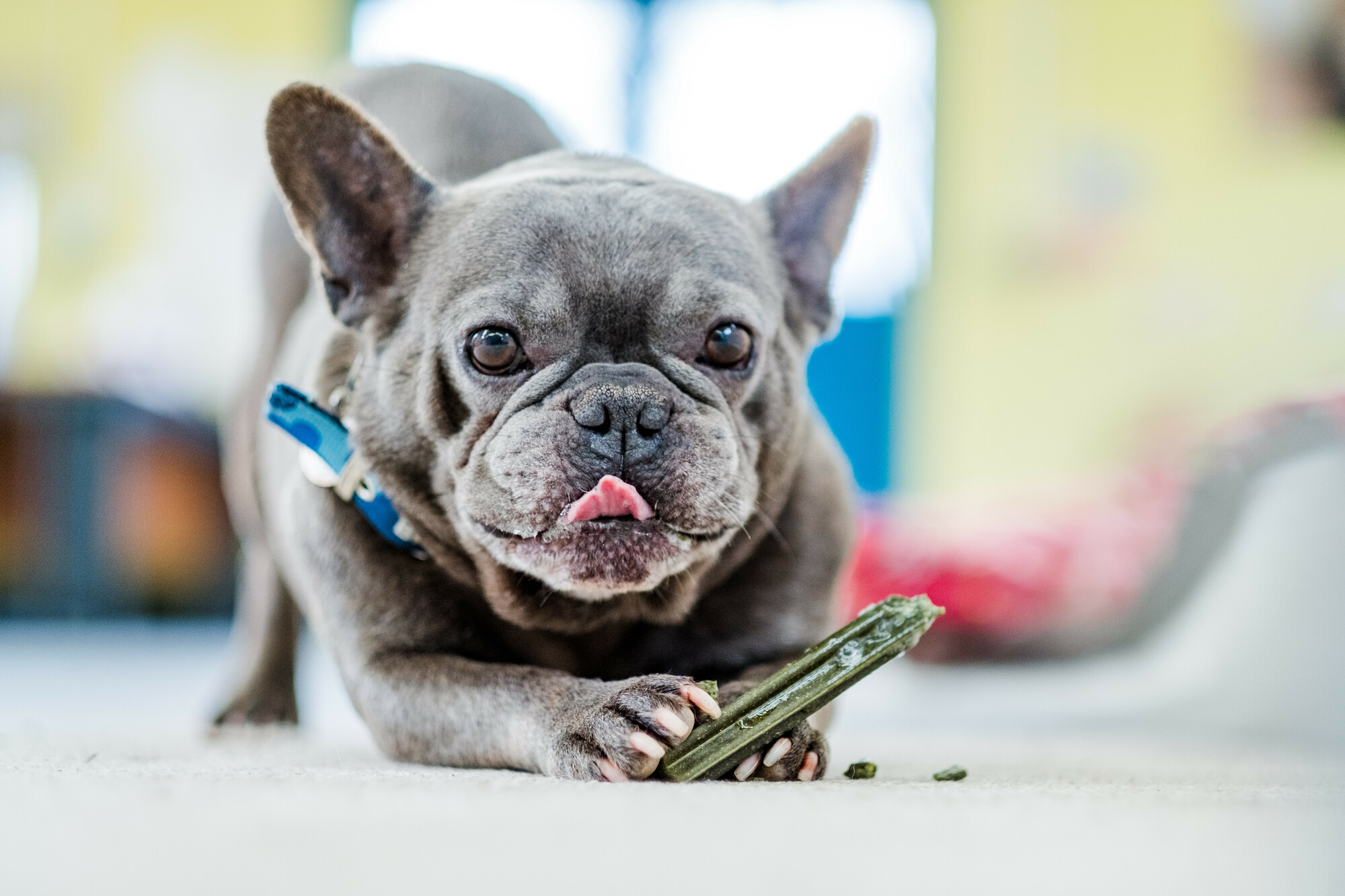 Leonard eating a chew. He loved to have a chew each day and would often head back to his kennel to enjoy it.