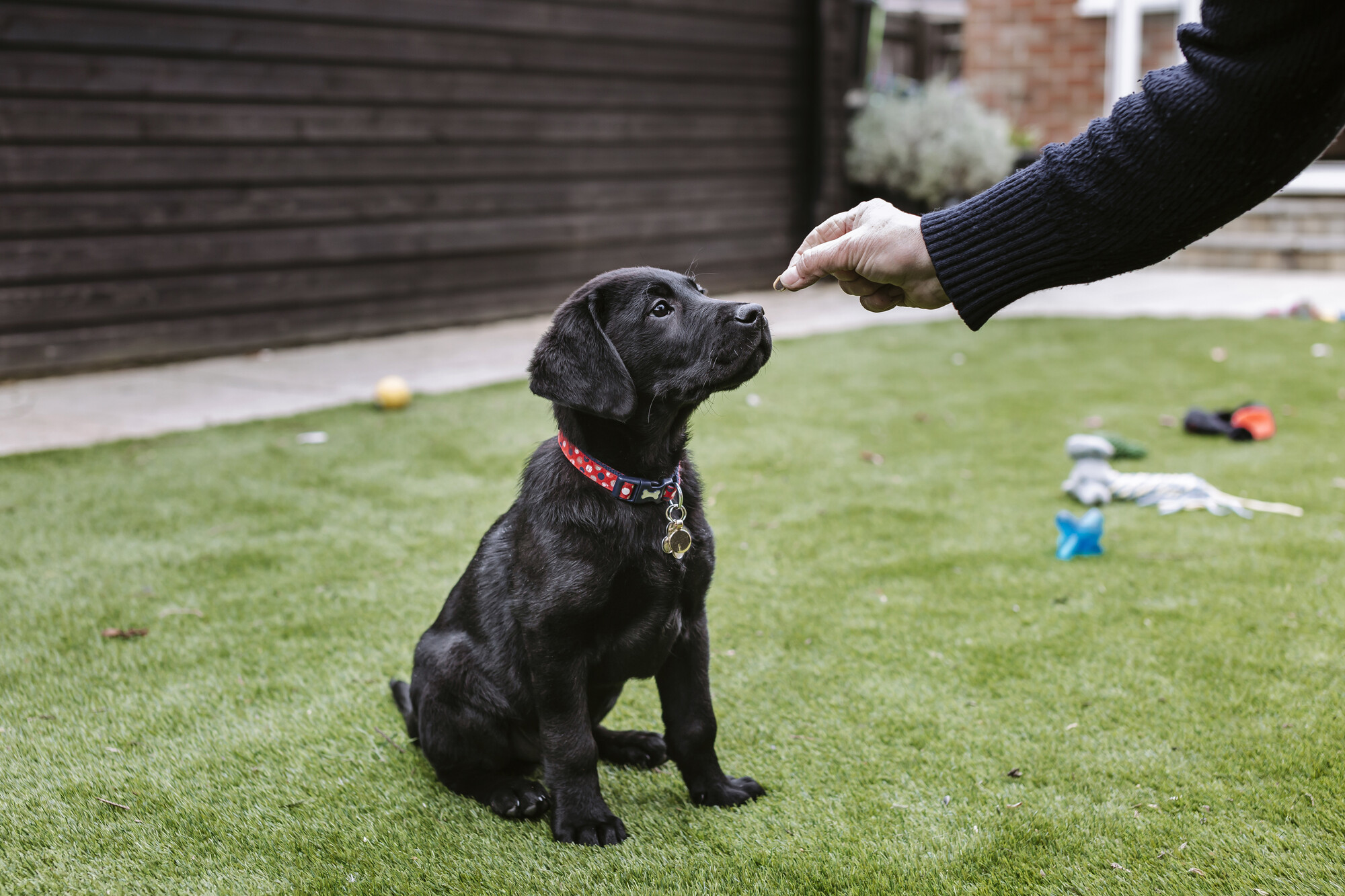 Black Labrador sitting with someone holding a treat in front of his nose