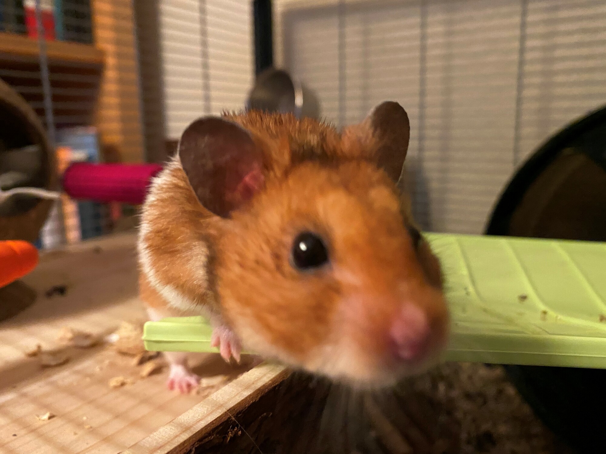 Hamster Bobby enjoying obstacles in his cage