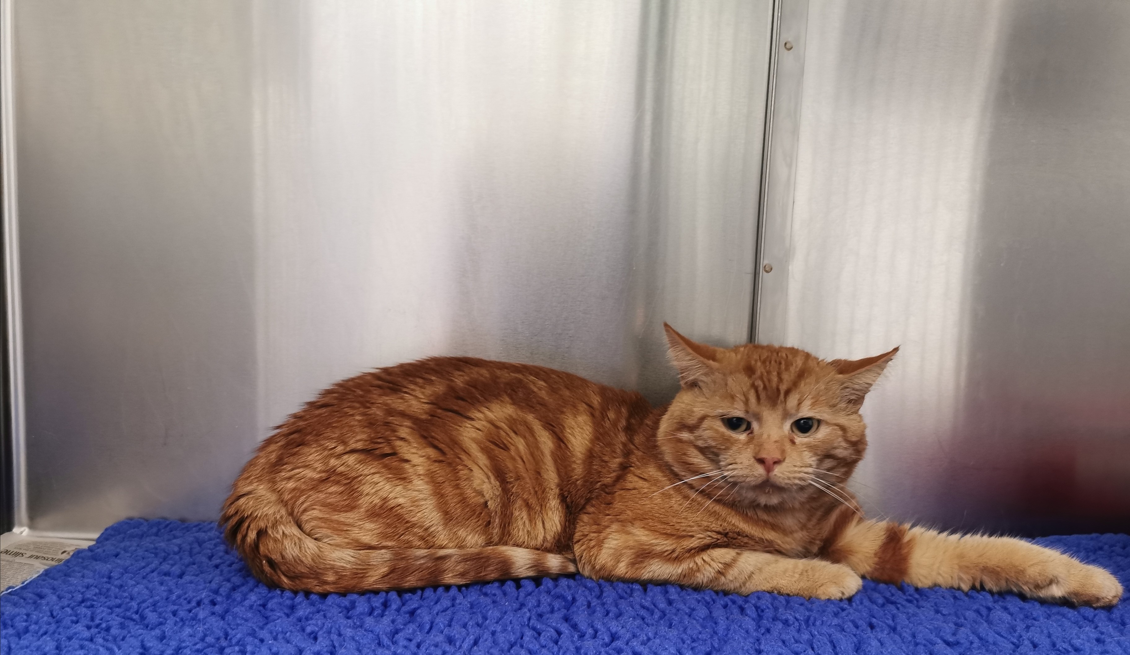 Charlie on arrival at Blue Cross