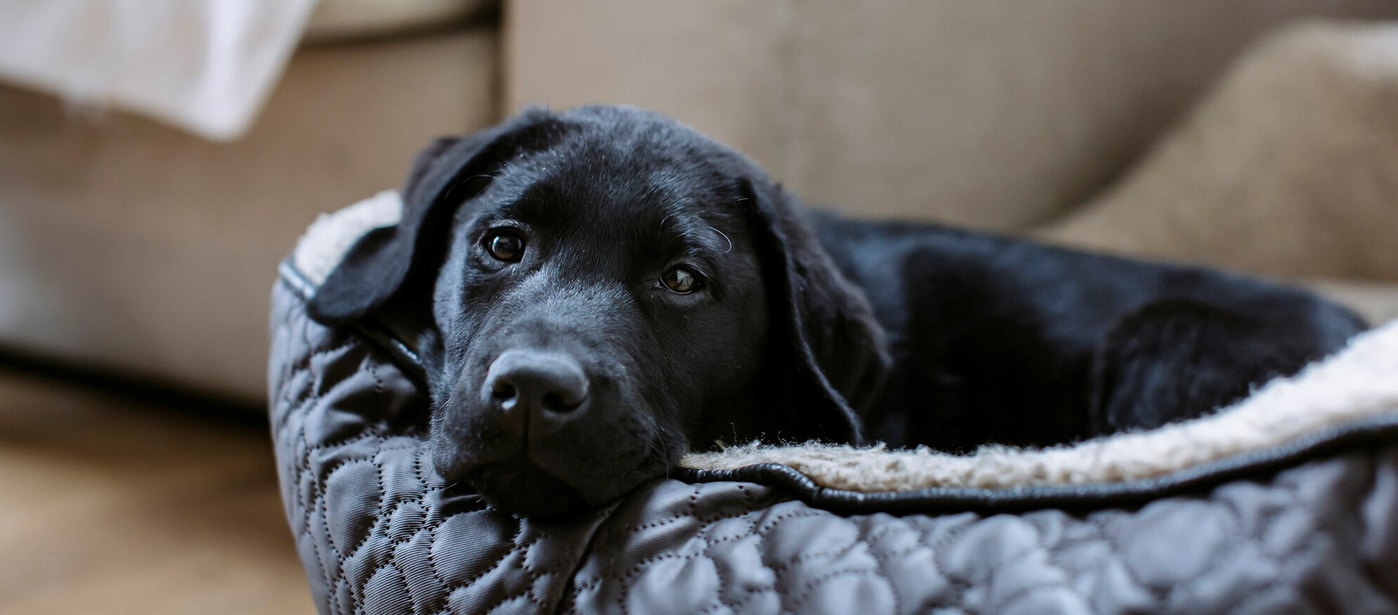 Black Labrador puppy in his bed looking to camera