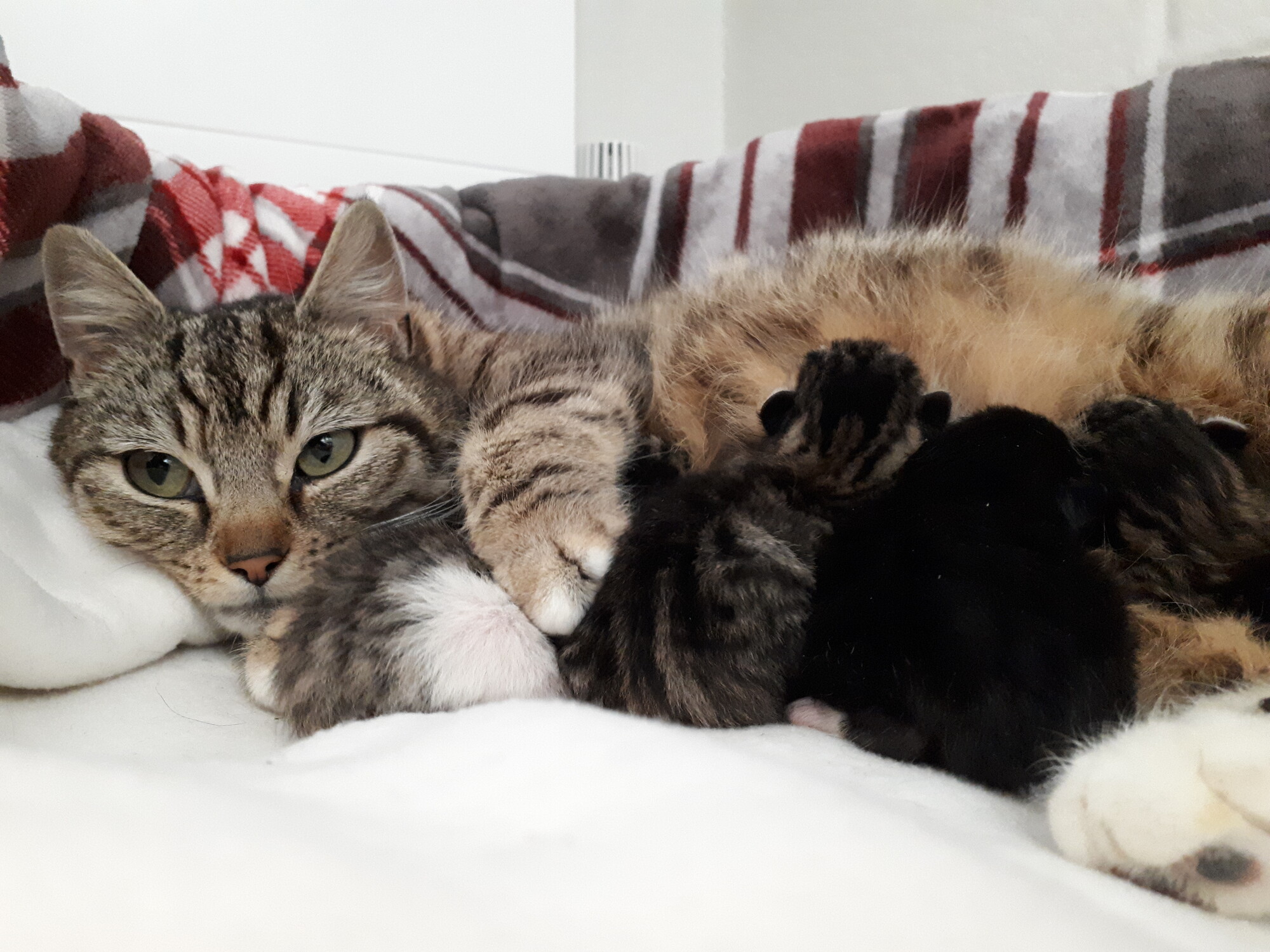 Tamsin lying down feeding her tiny newborn kittens
