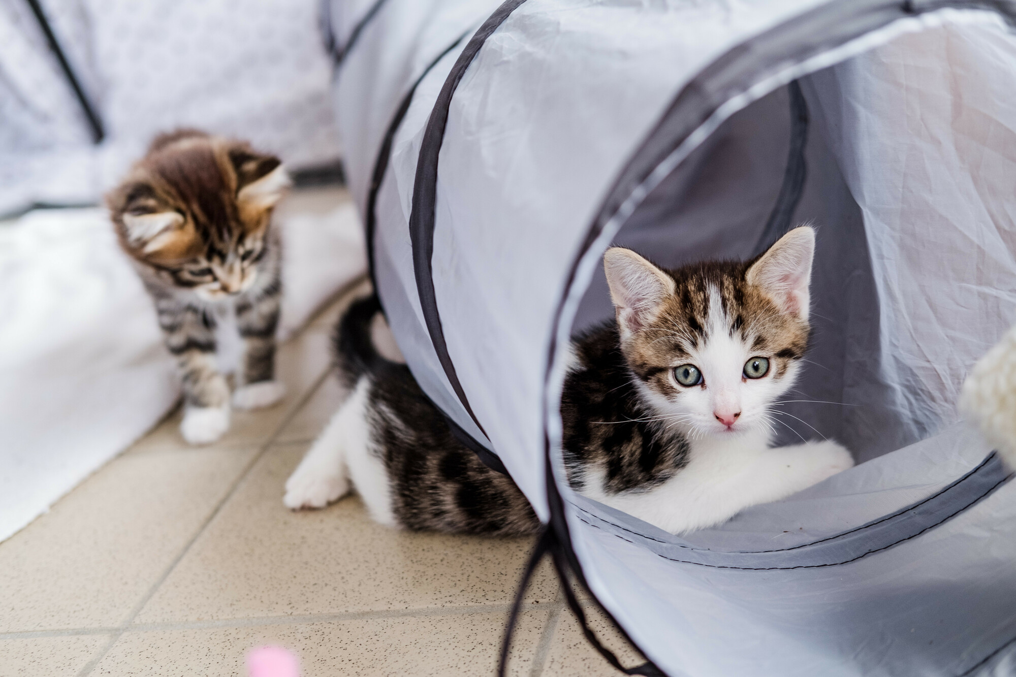 Gemini and Leo playing in a tunnel