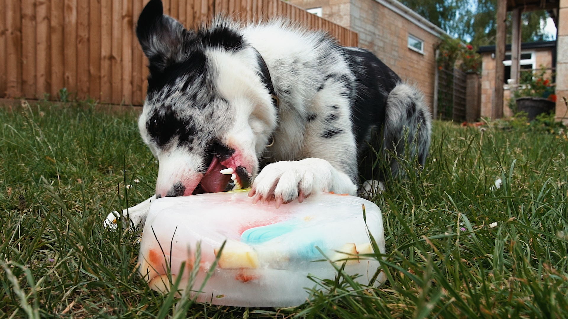 Collie tucking into an ice block filled with treats and toys