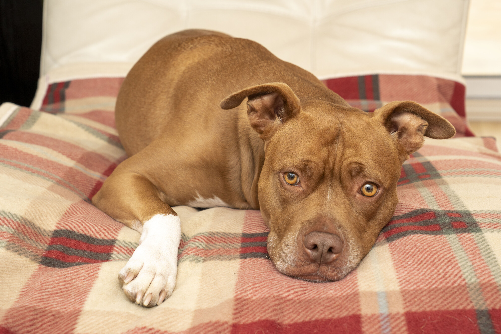 Lola lying on a plaid blanket