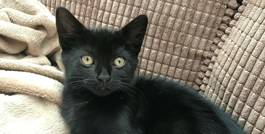 Bonnet, the black cat, lying on the sofa