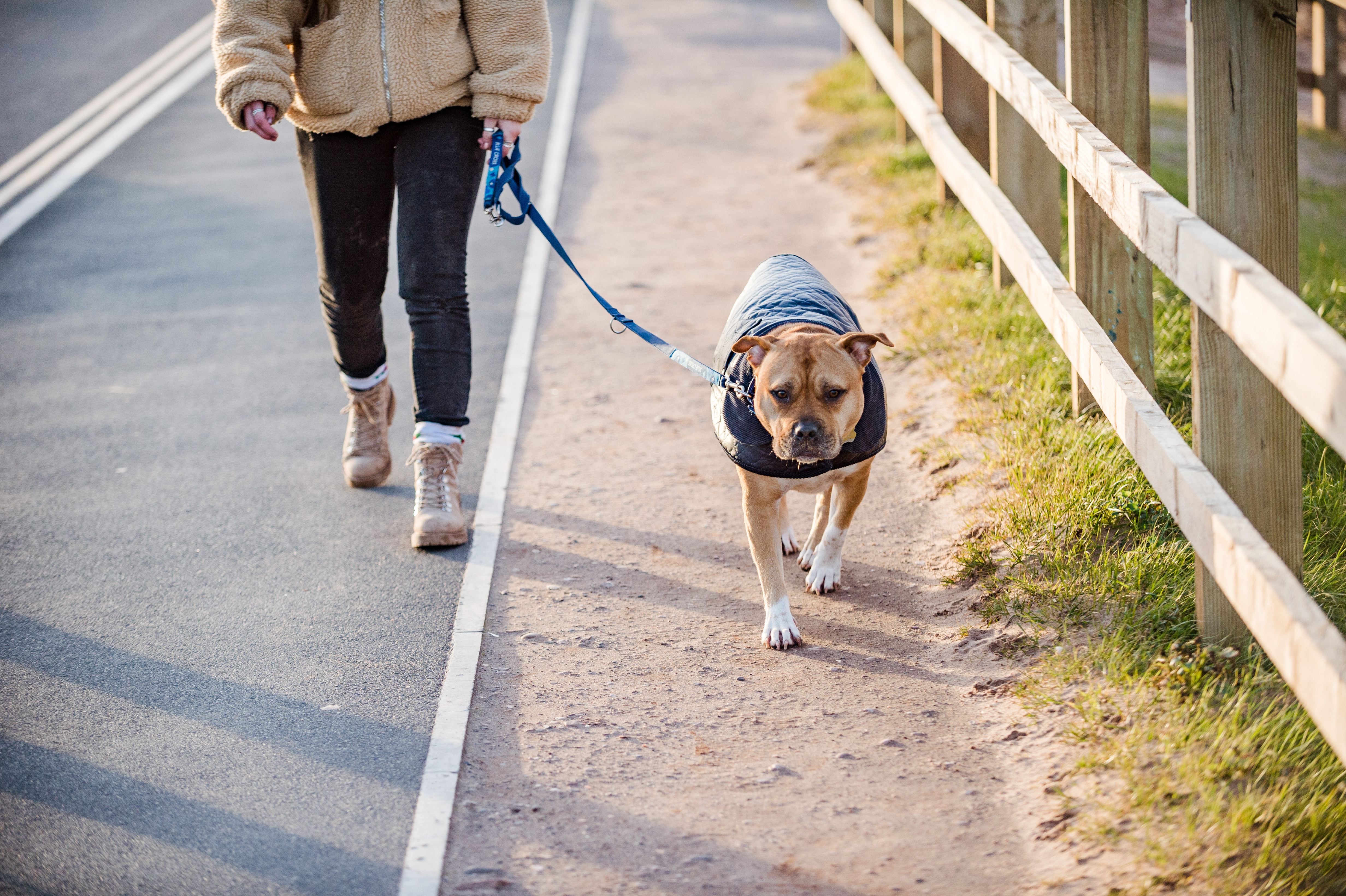 Staffordshire bull terrier wearing a rain coat on a walk