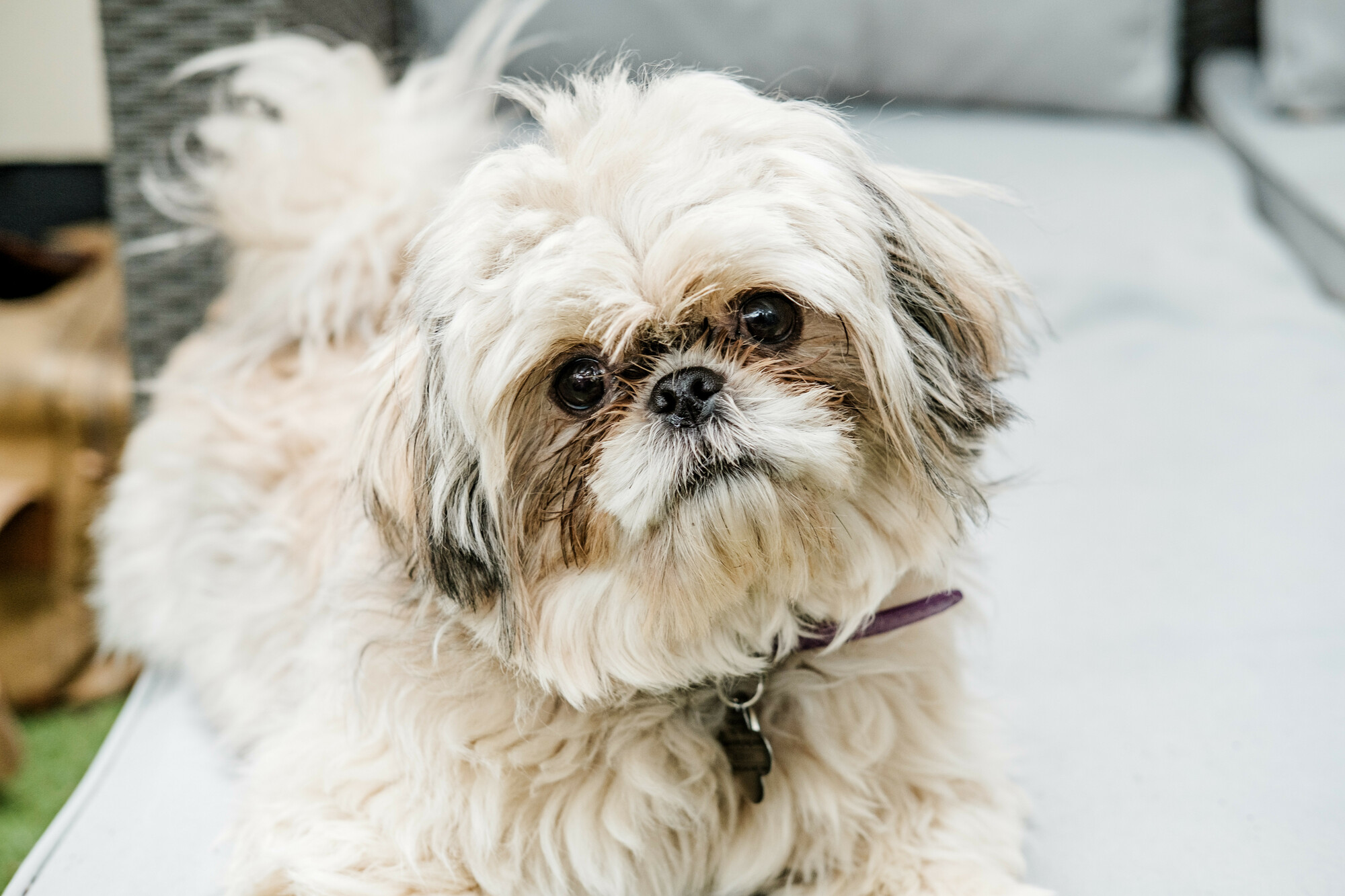 Little Chewbie looking into the camera