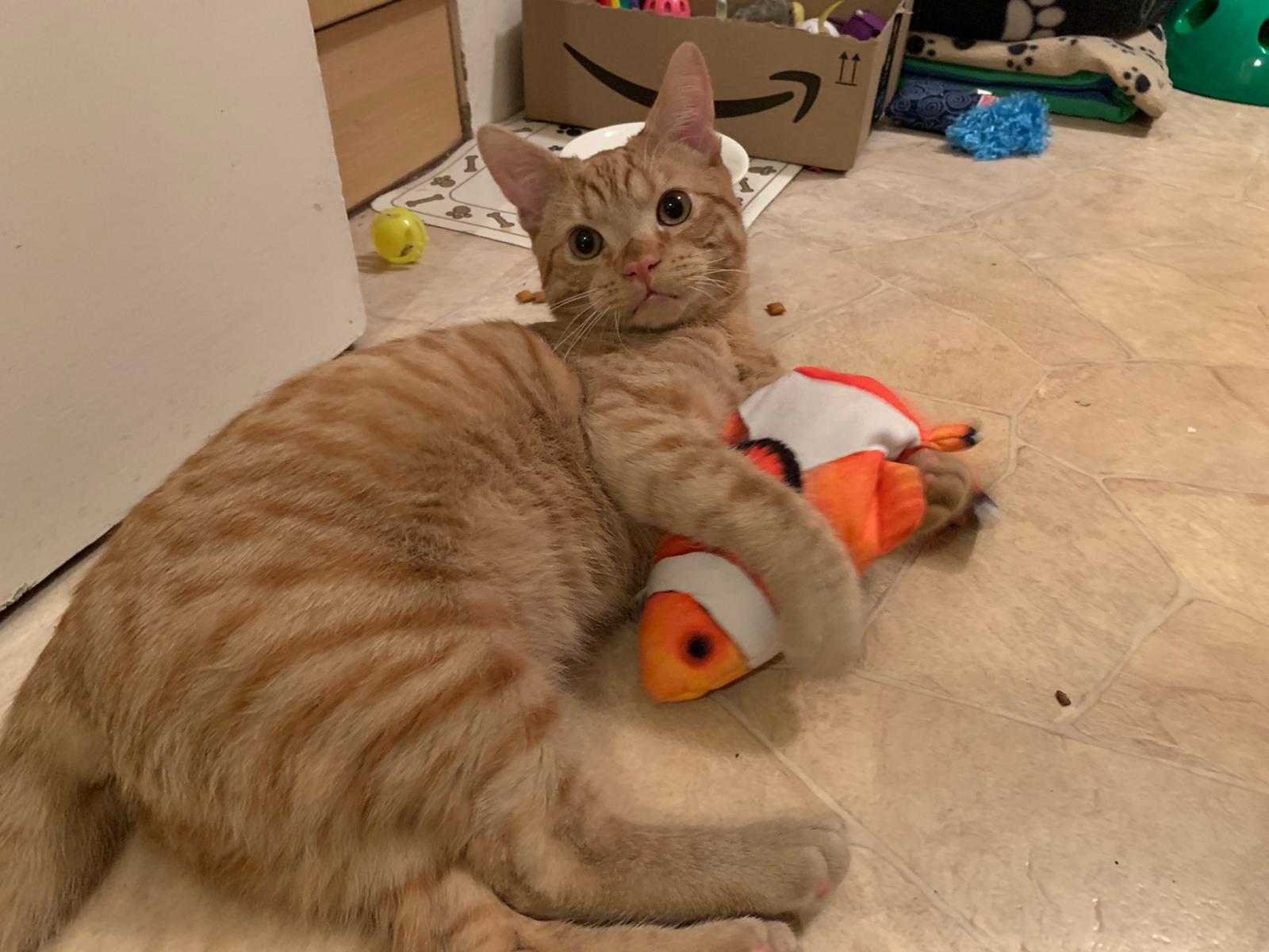 Rocky happy in his new home, clutching his favourite orange fish toy
