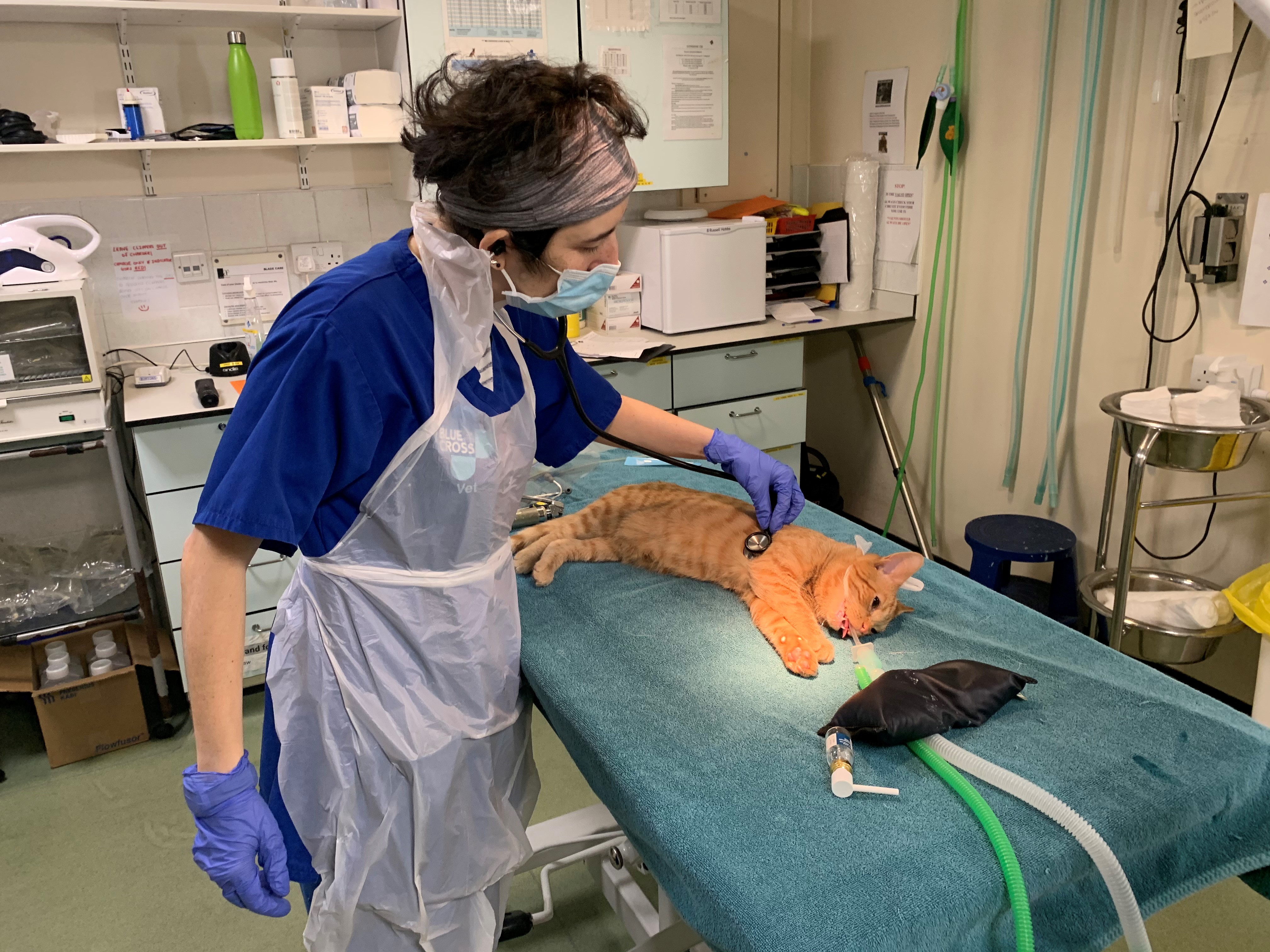 Rocky lying on vet table under anaesthetic while a vet examins him