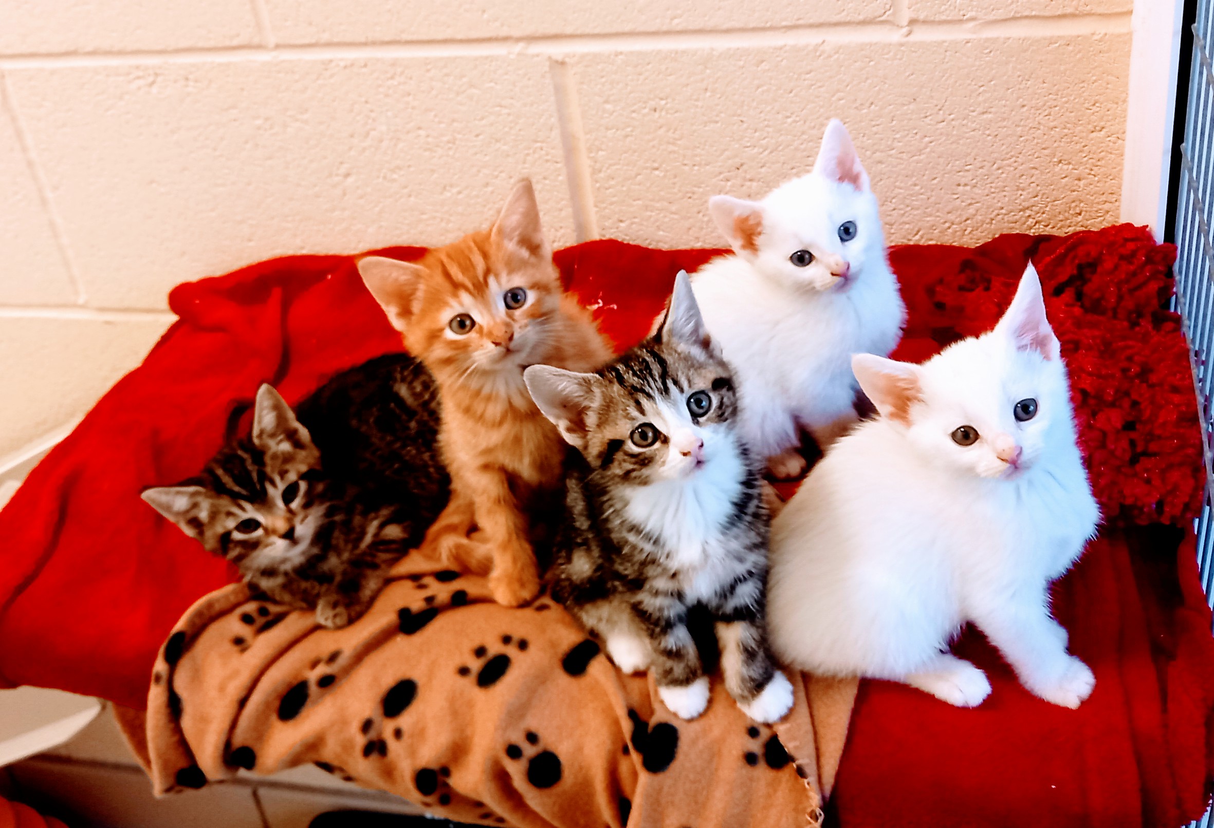 Halloween kittens &nbsp;Boo,&nbsp;Casper,&nbsp;Spirit, Spook and Mertle on a orange and red blanket together
