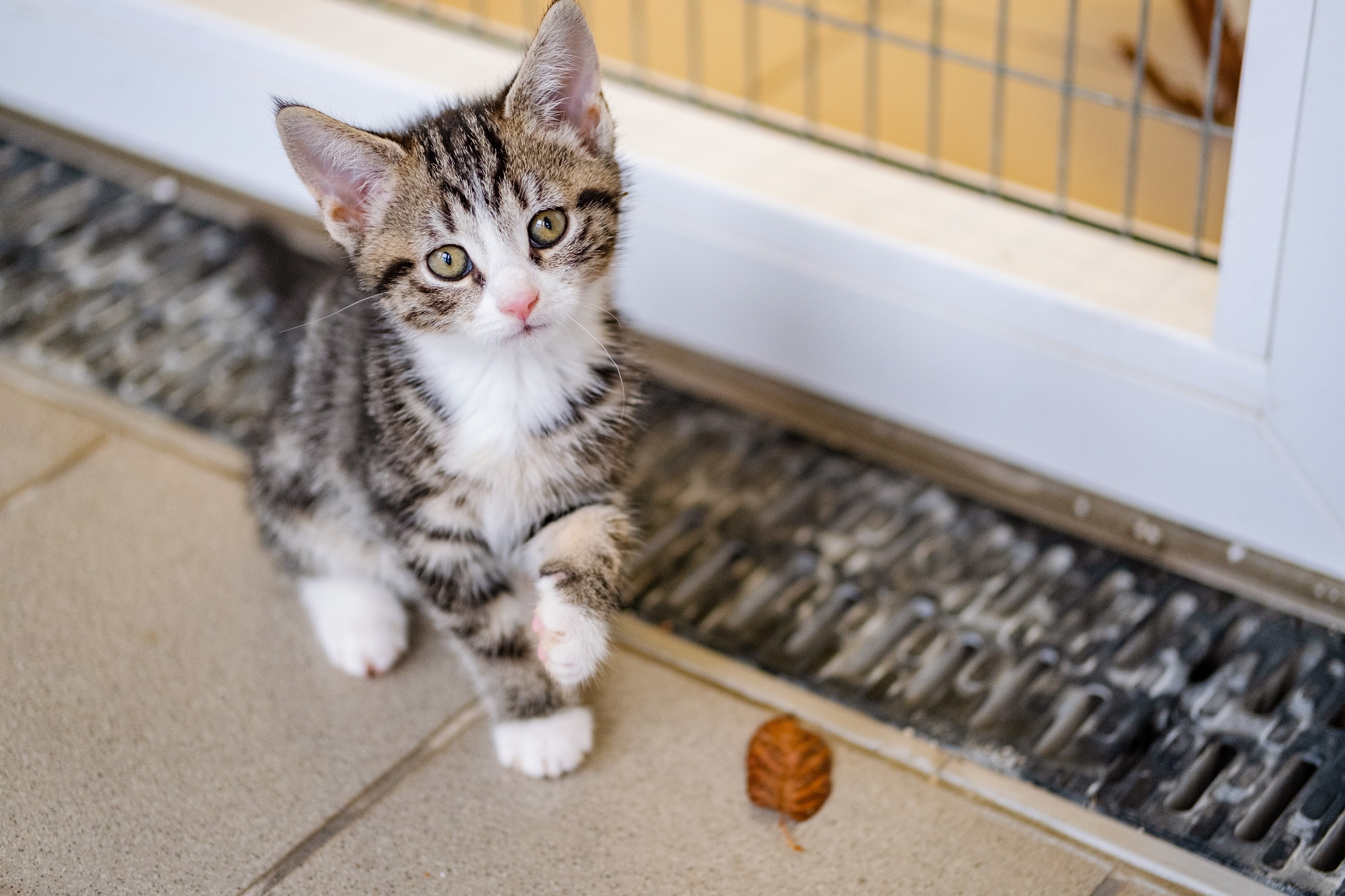 Little kitten Spook at the Bromsgrove centre