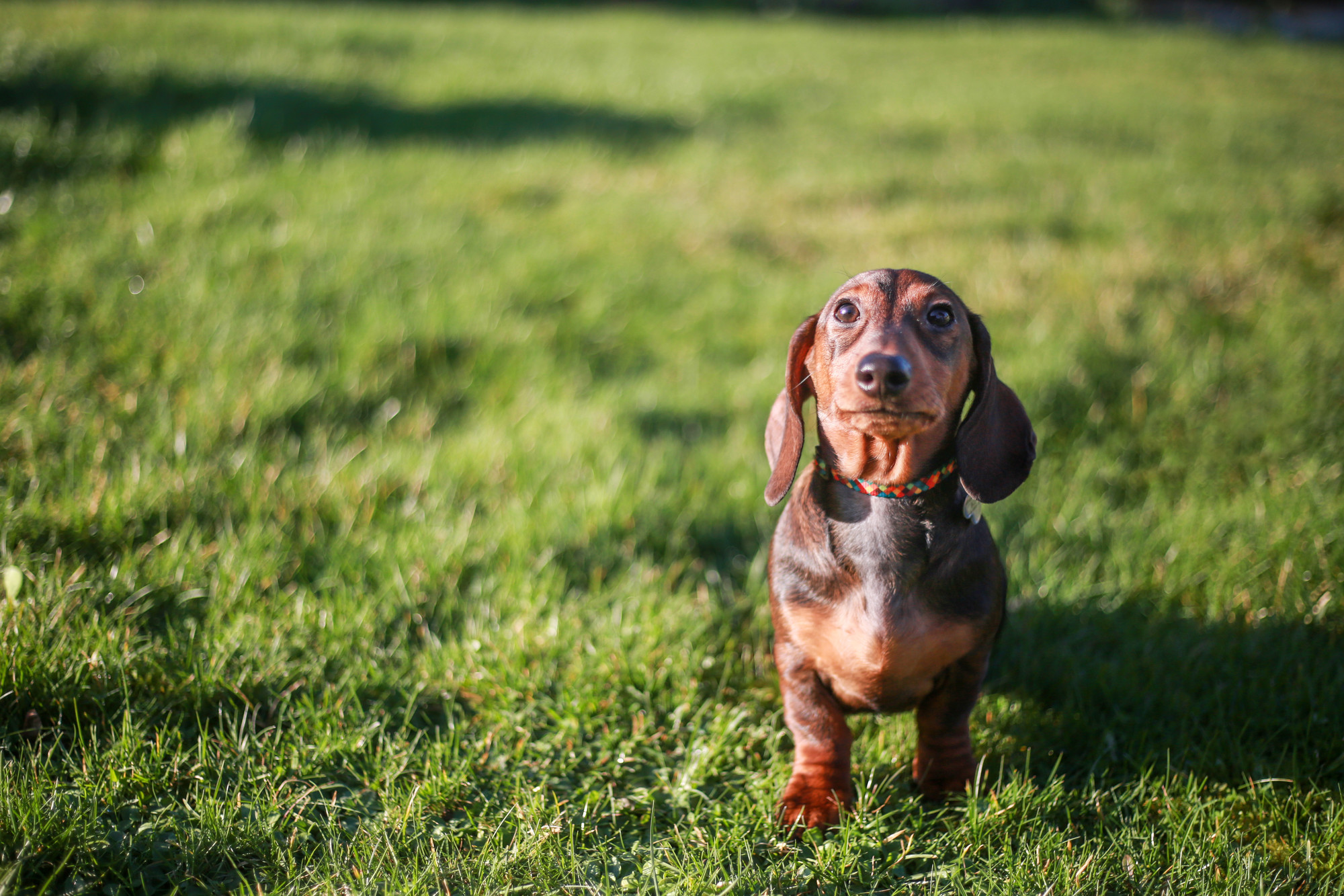 Dog Sherman out on a walk in a field