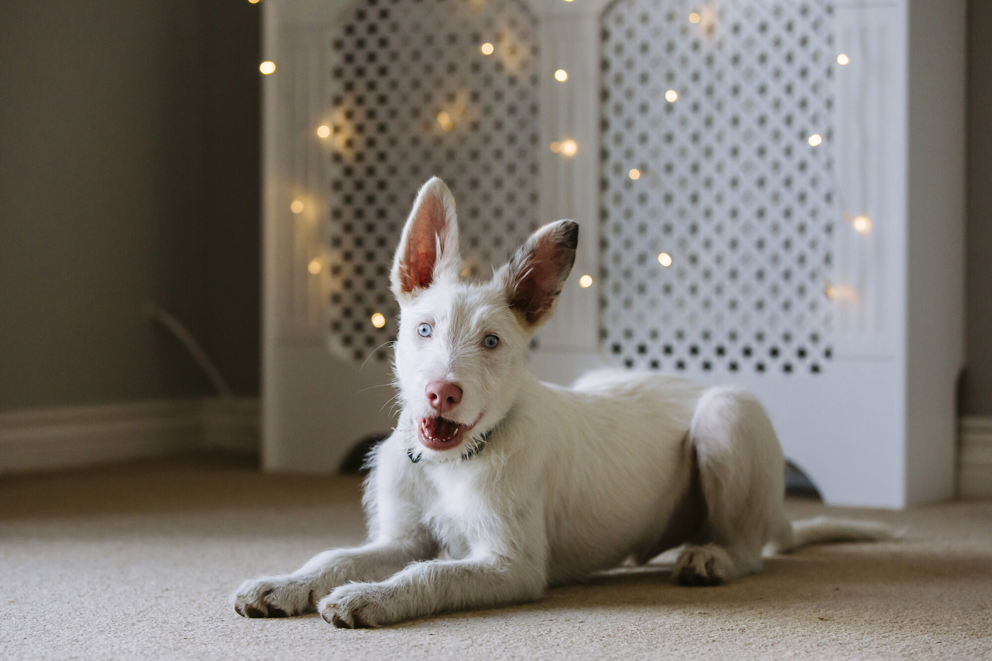 Pickle when he was a puppy laying down on carpet next to some fairy lights