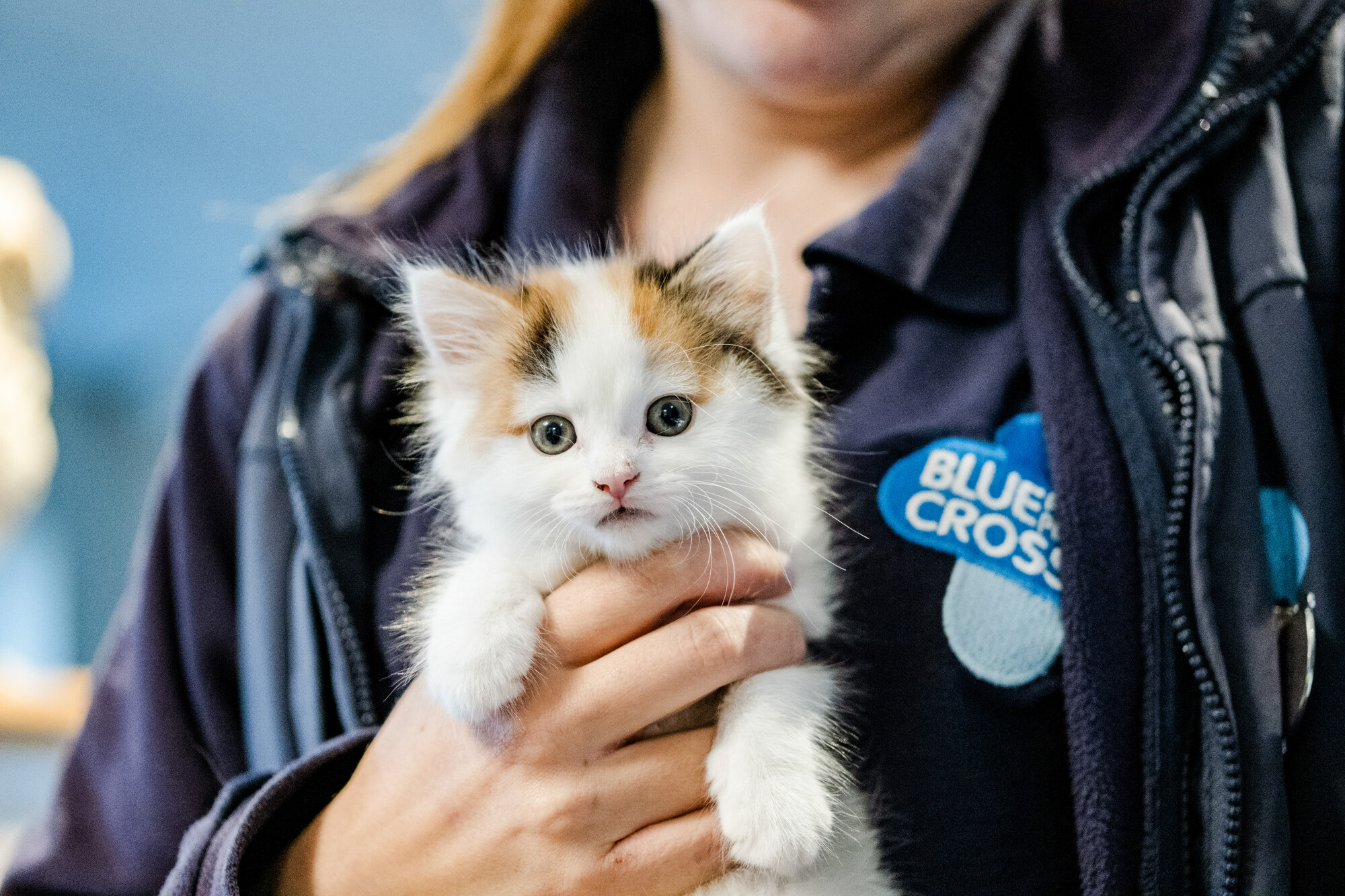 Kitten Widget being held by Blue Cross team member