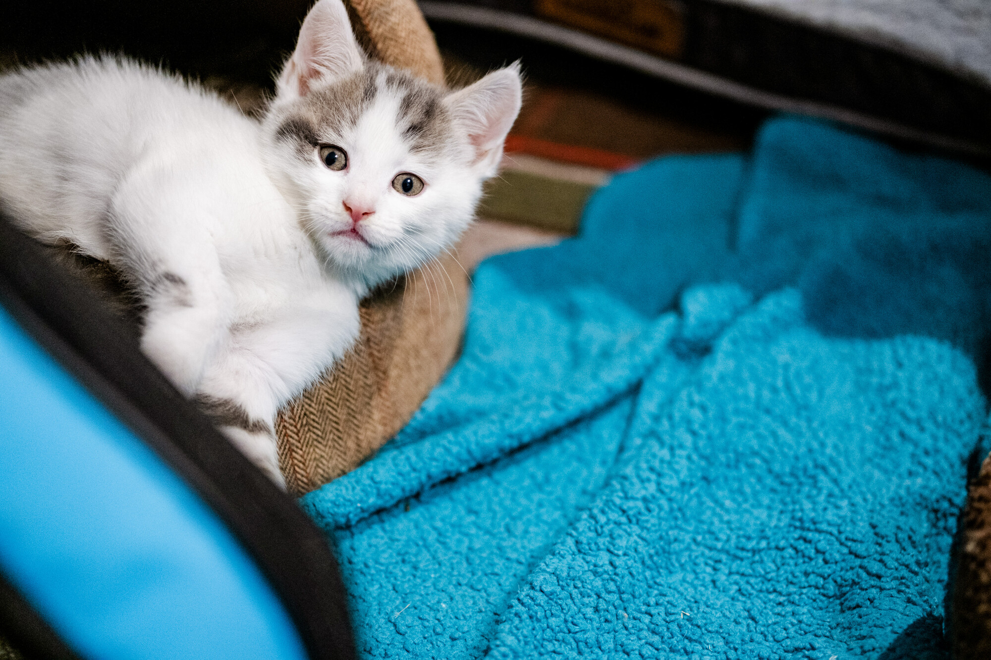 Kitten Gidget lying in her bed next to a blue towel