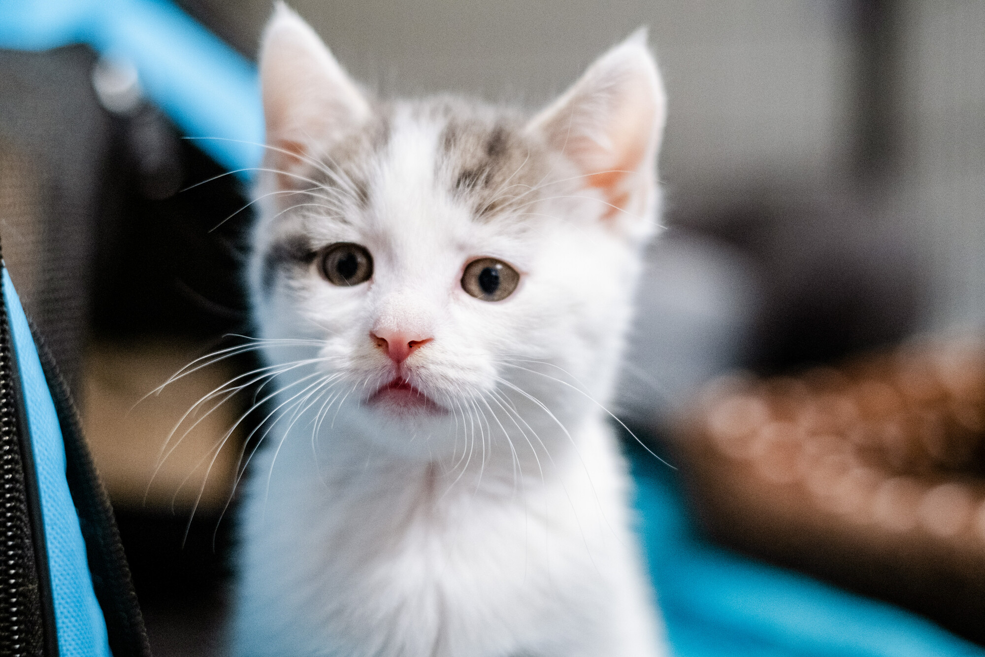 White and grey kitten Gidget 