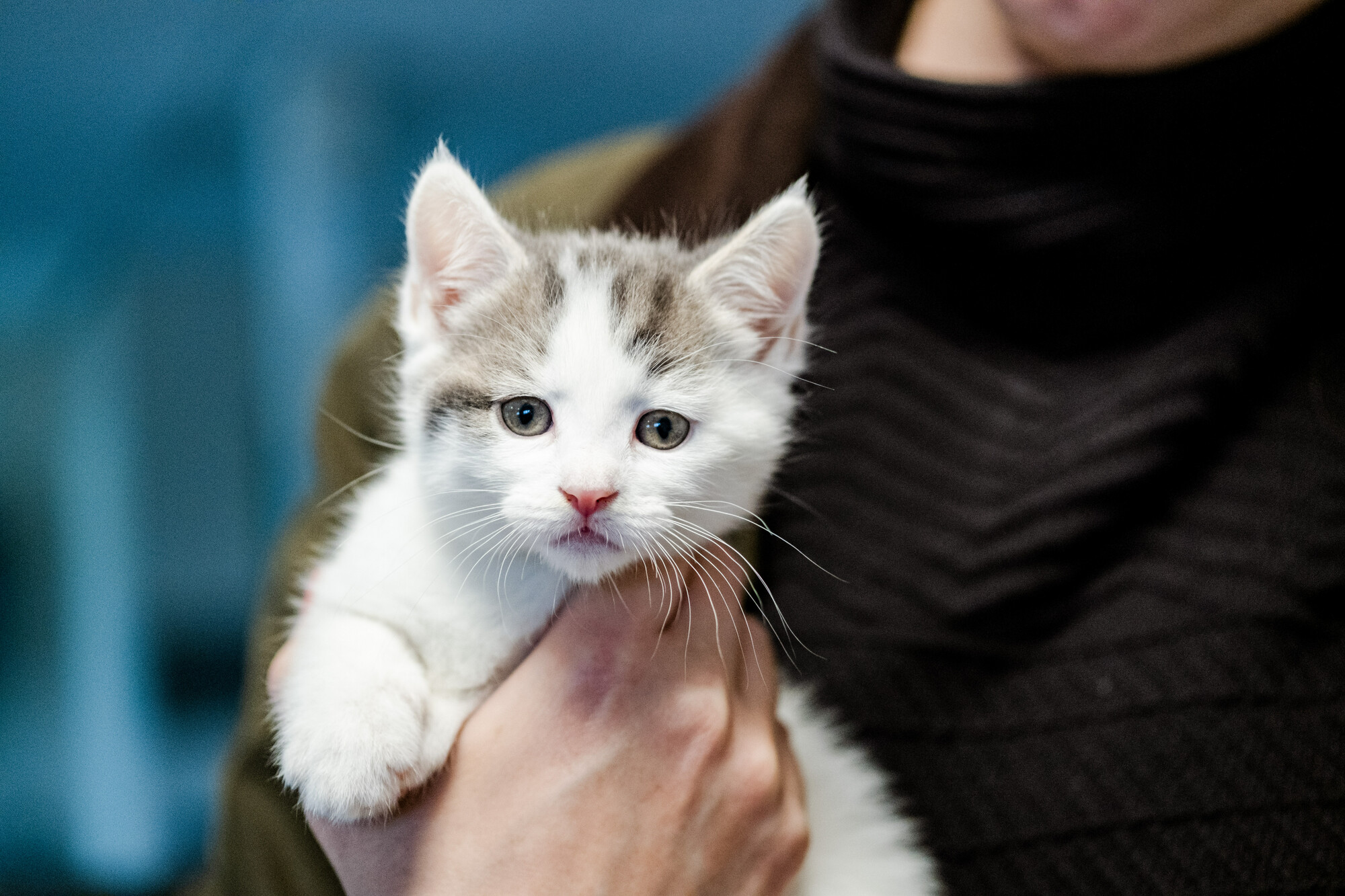 Kitten Gidget looking to camera