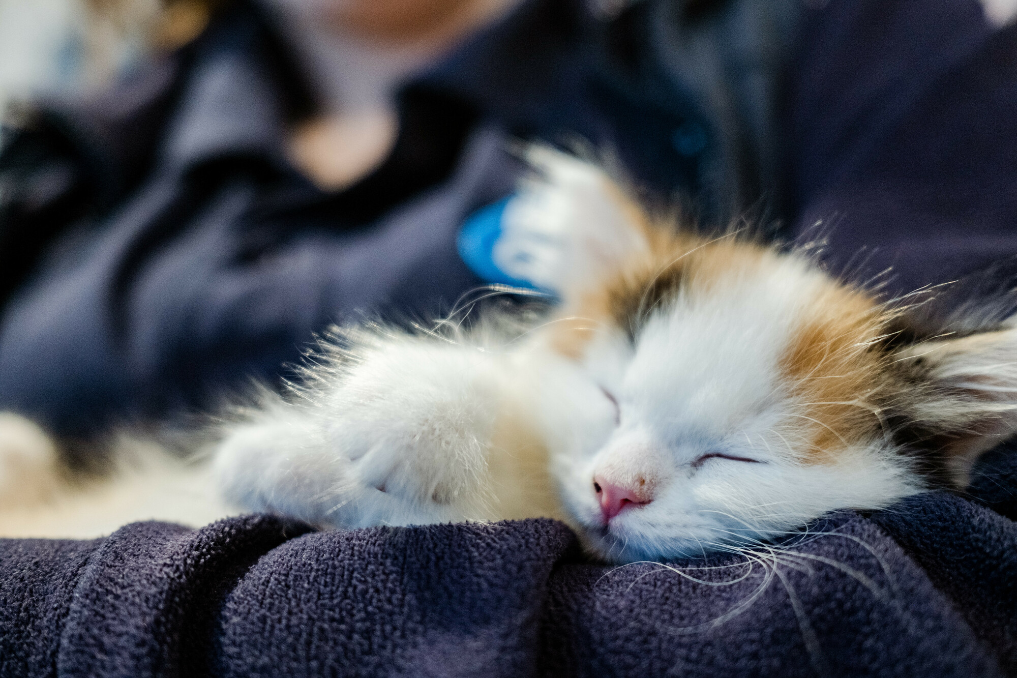 Kitten Widget sleeping in the arms of a Blue Cross team member