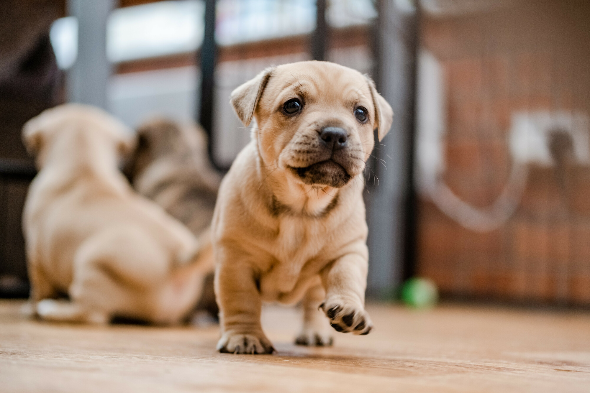 Biscuit coloured puppy walking towards camera with one paw up and littermates playing behind