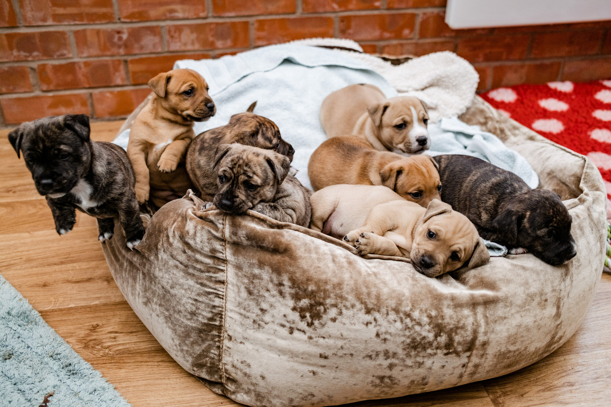 Puppies snuggling up together in their bed
