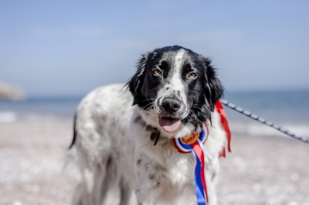 a dog wearing a rosette