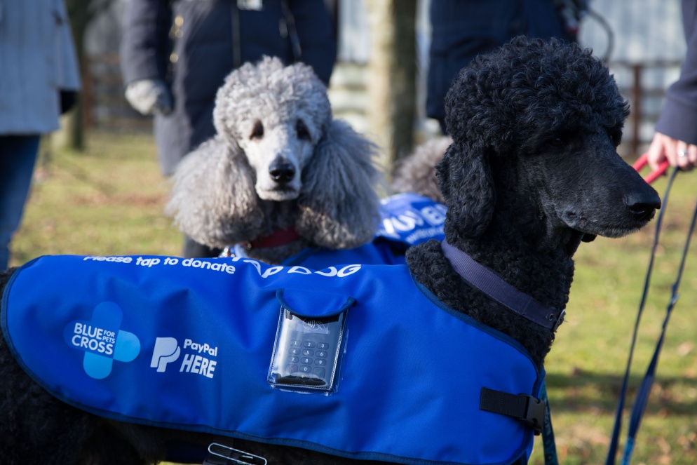 Two poodle tap dogs