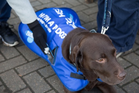 Tap dog in vest