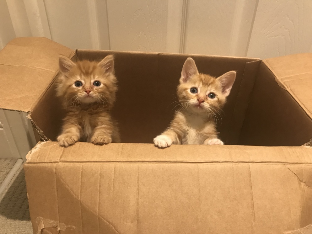The kittens could have easily died in the freezing temperatures had they not been found when they were.