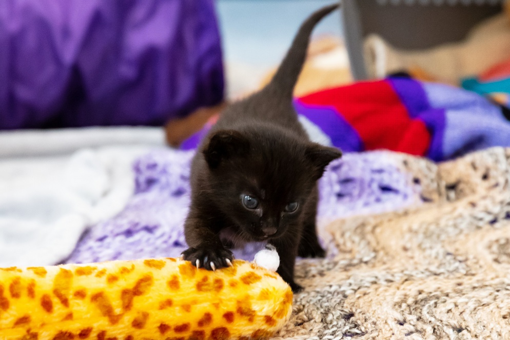 Black kitten playing with their toy